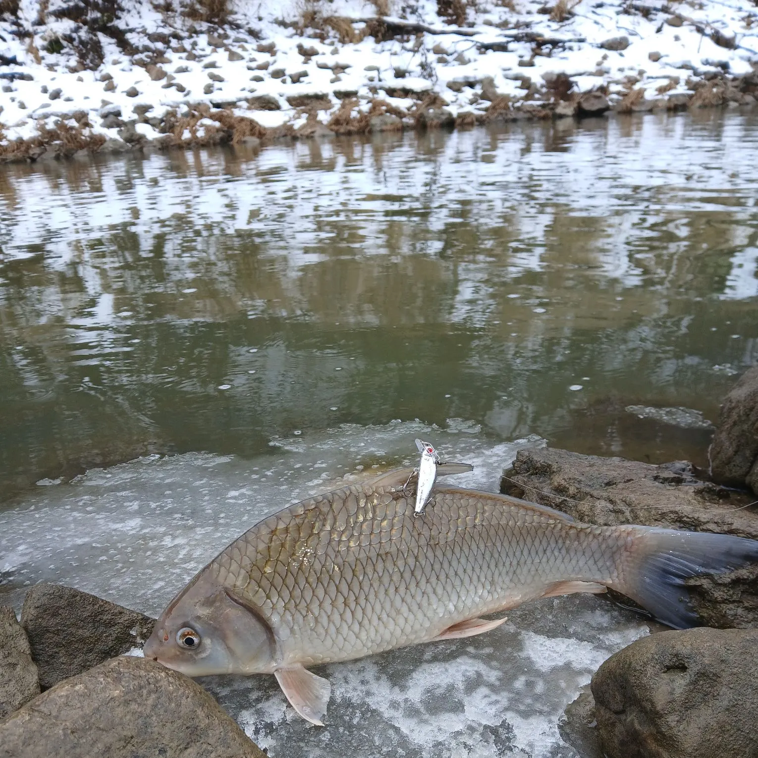 The most recent River carpsucker catches on Fishbrain