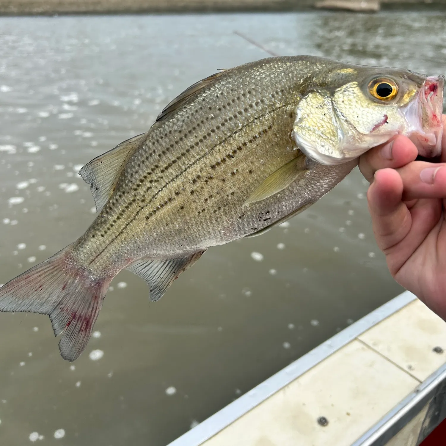 Wiper caught on Fishbrain