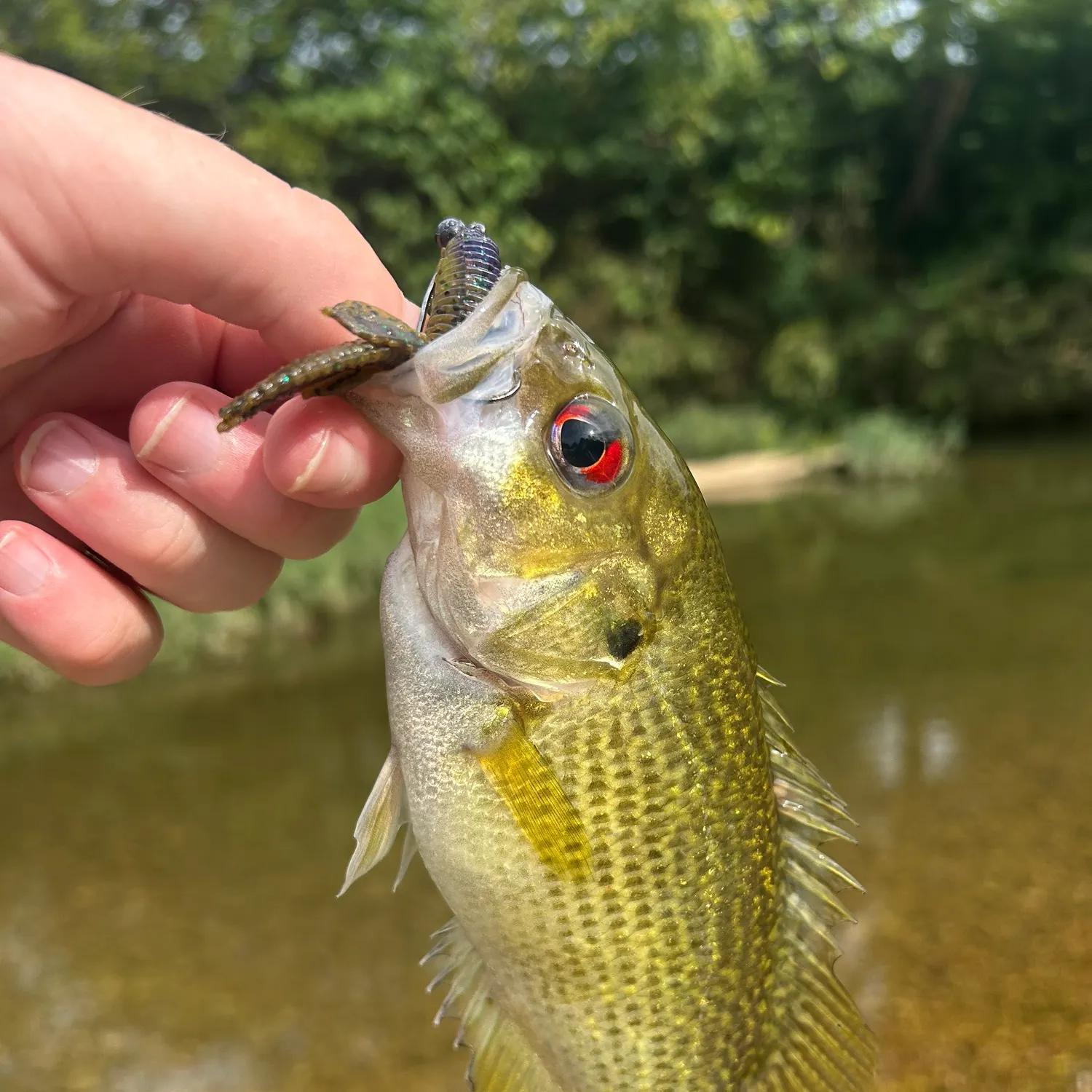 The most recent Rock bass catches on Fishbrain