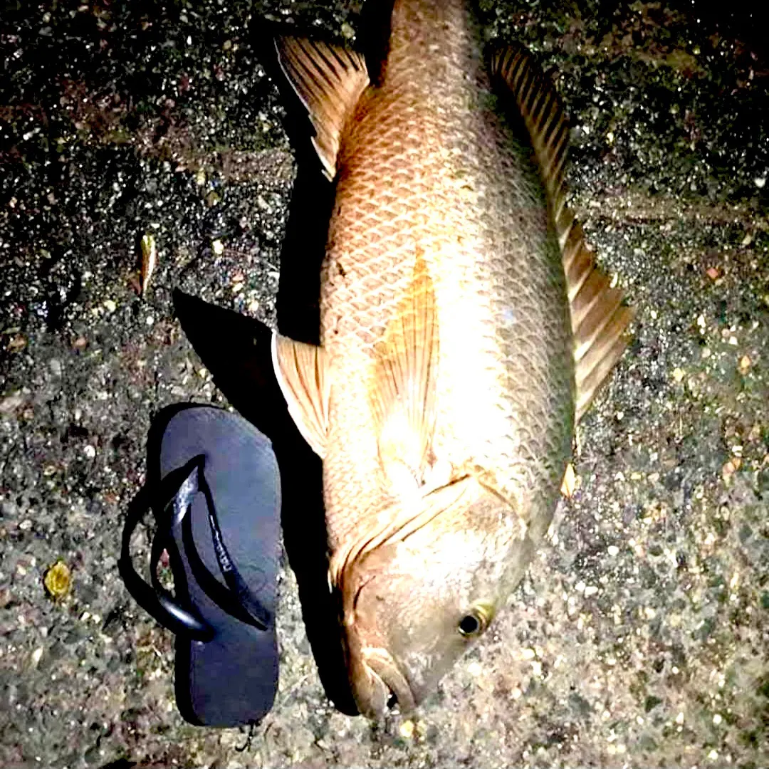 The most recent Mangrove red snapper catches on Fishbrain