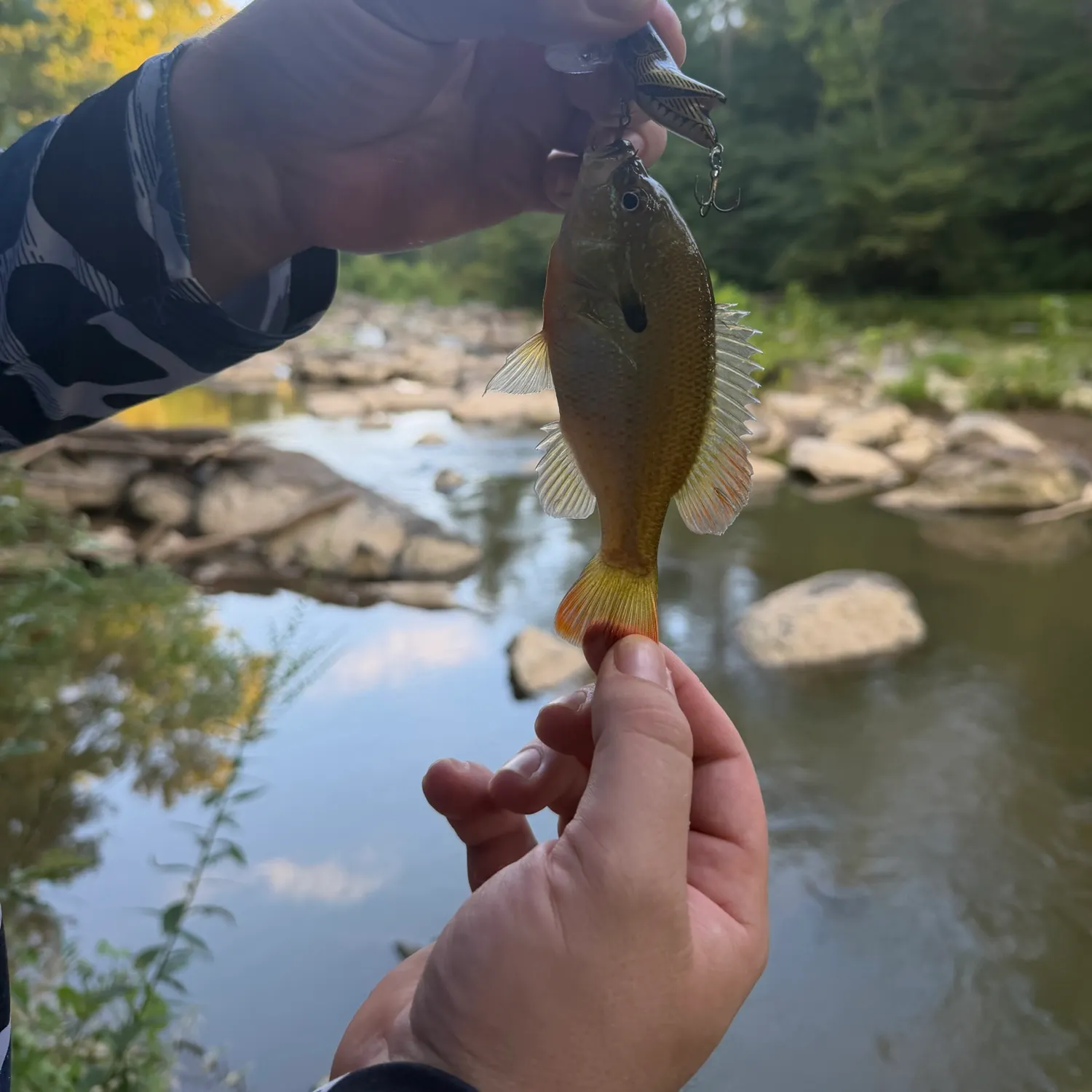 Redbreast sunfish caught on Fishbrain