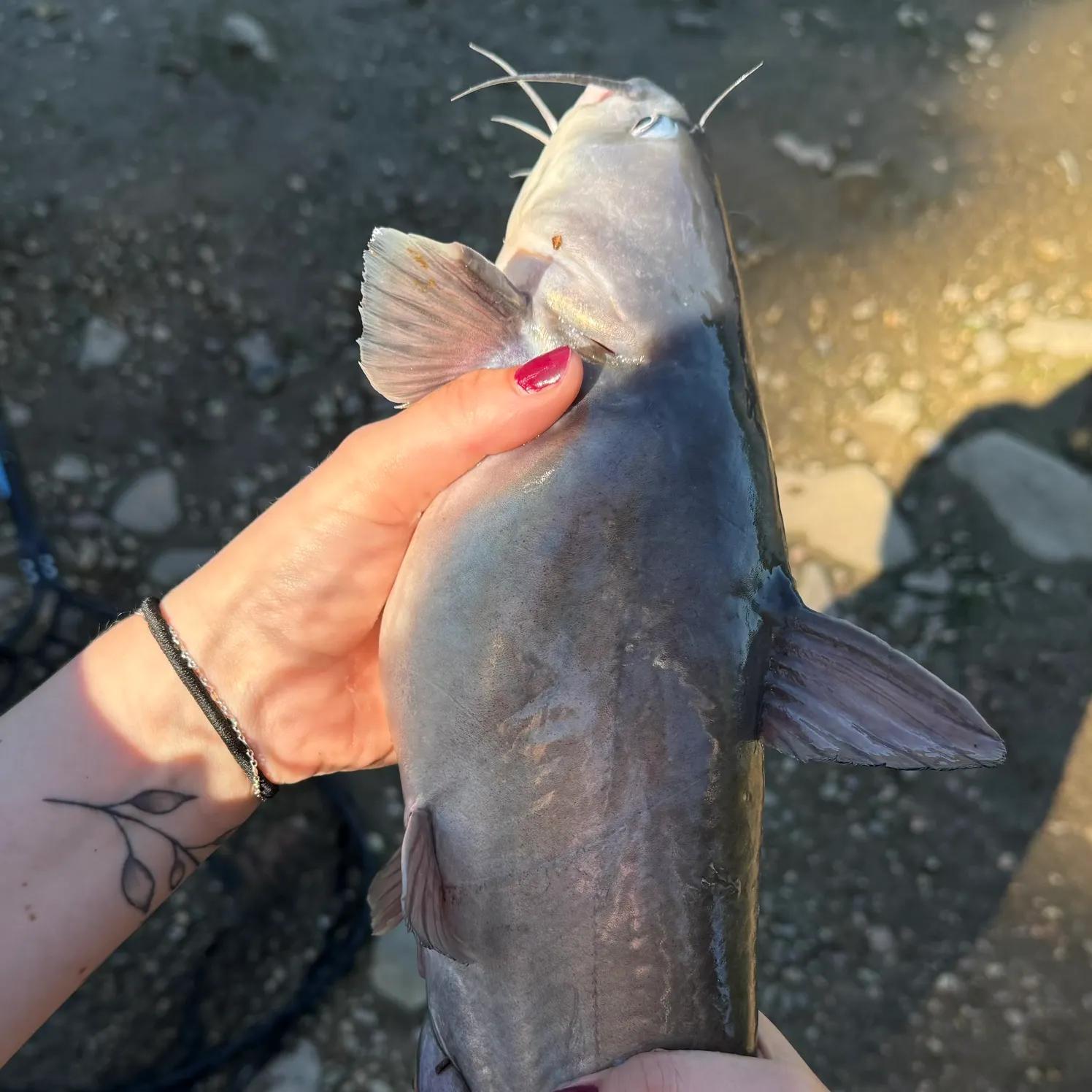 The most recent White bullhead catches on Fishbrain