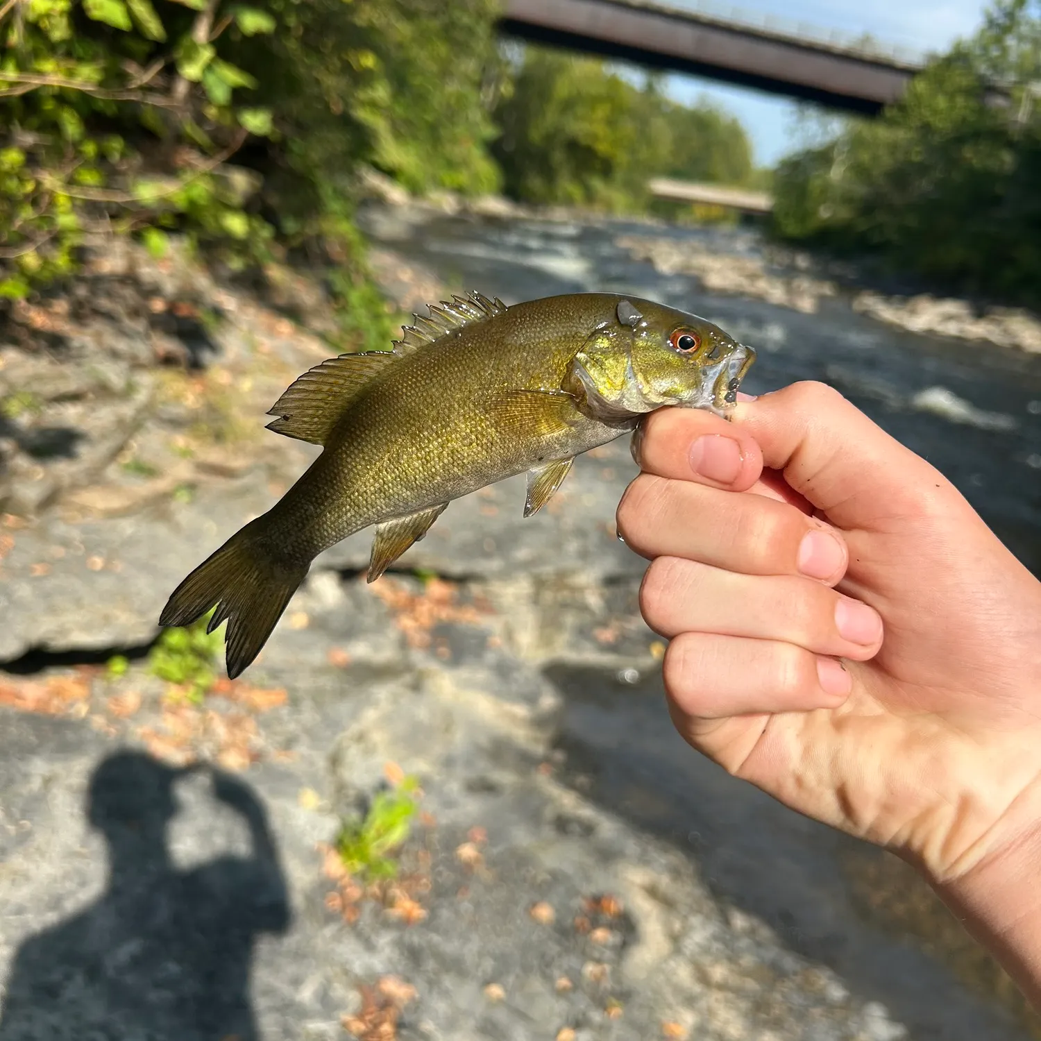 Smallmouth bass caught on Fishbrain