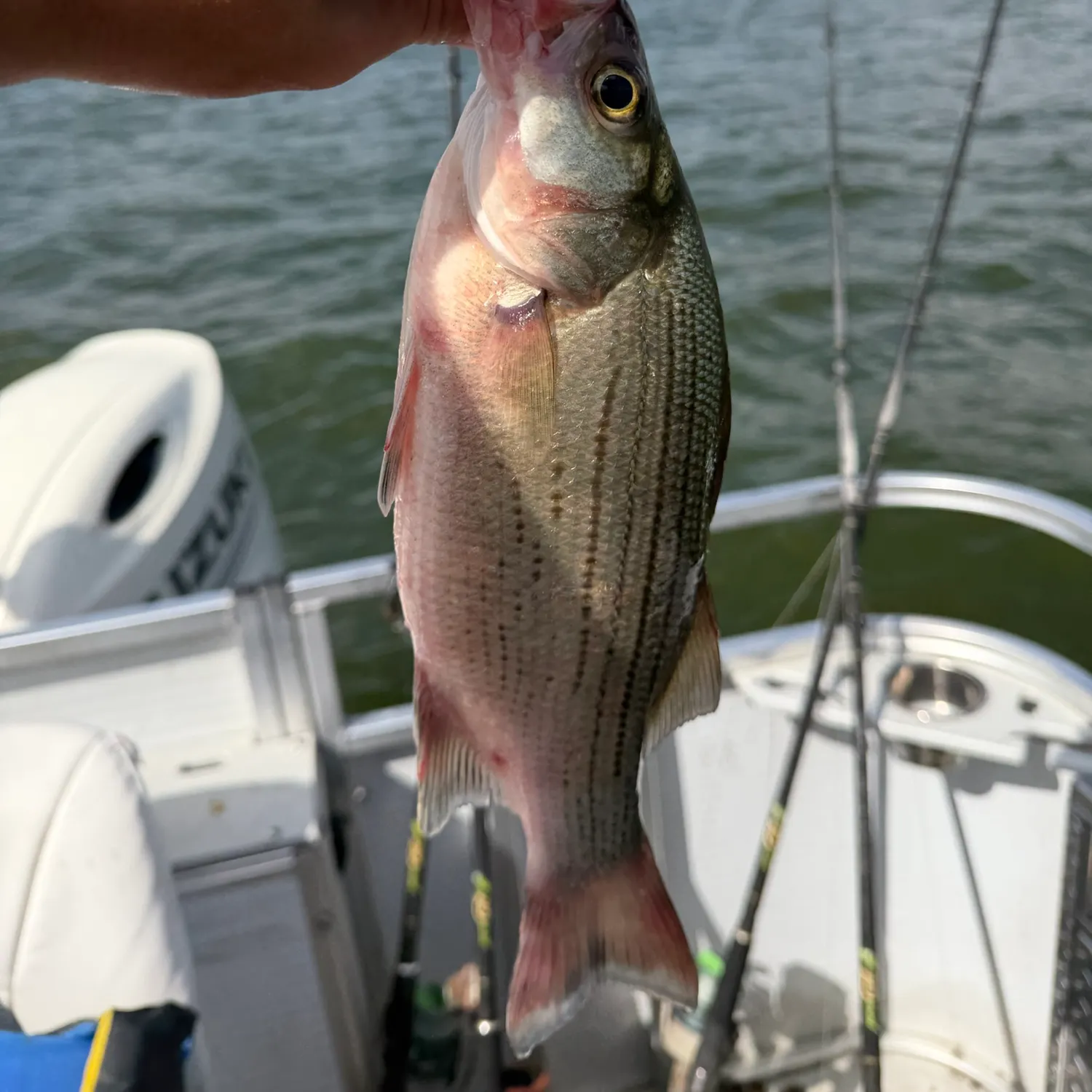 White bass caught on Fishbrain