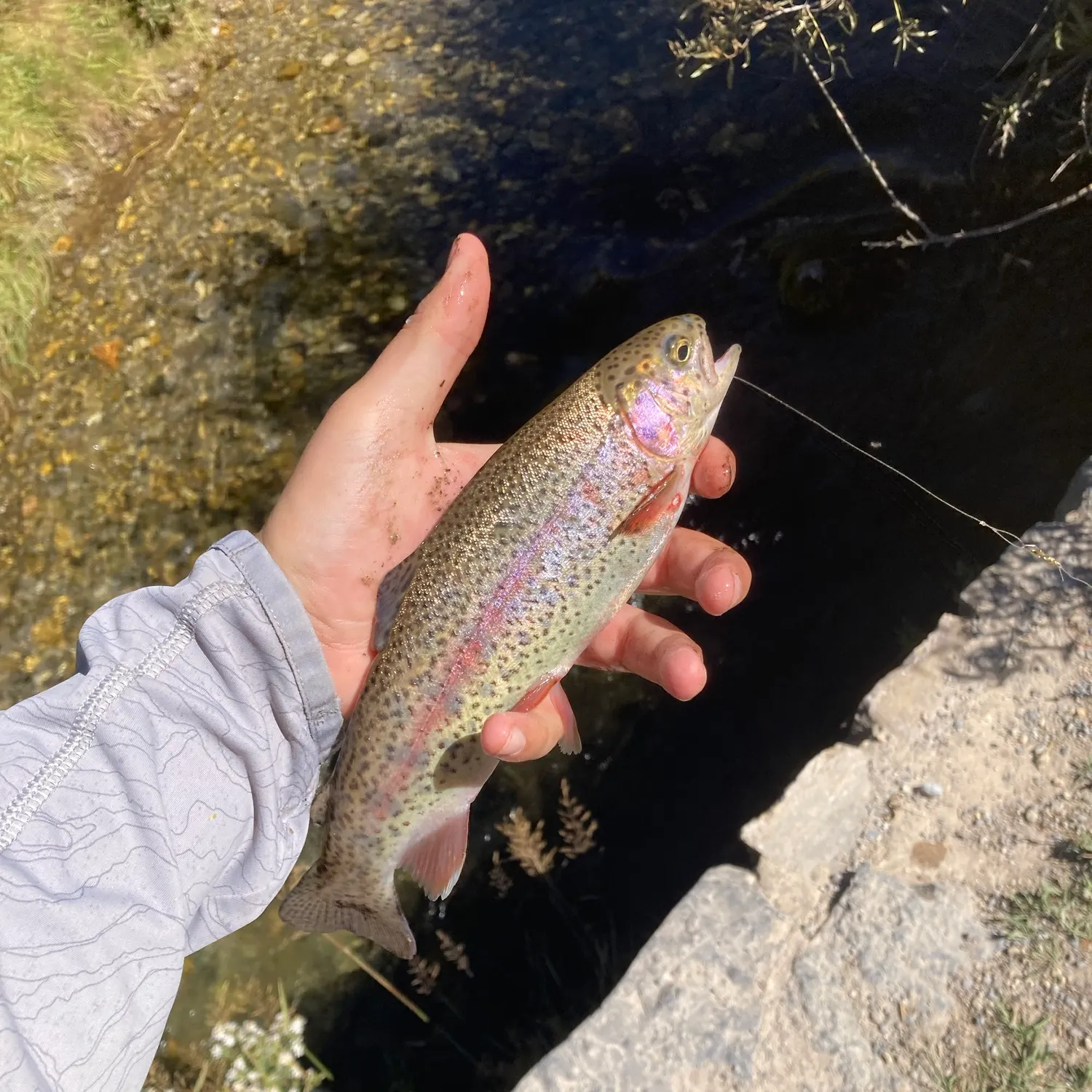 Rainbow trout caught on Fishbrain