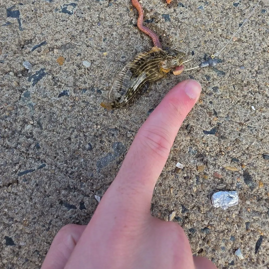 Striped blenny caught on Fishbrain