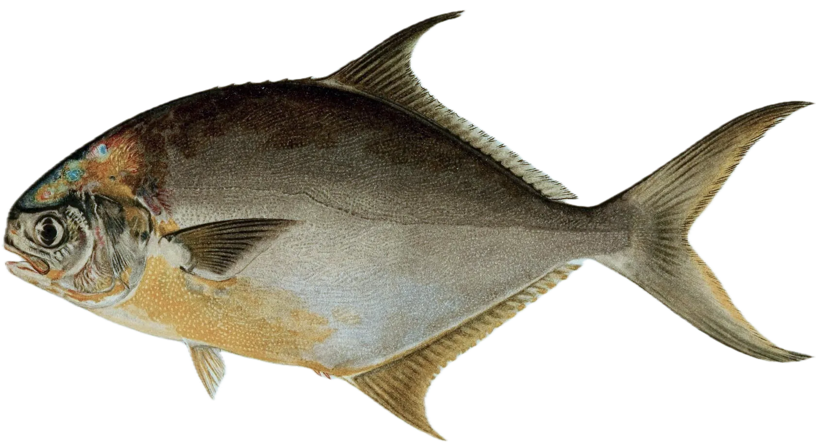 Florida pompano