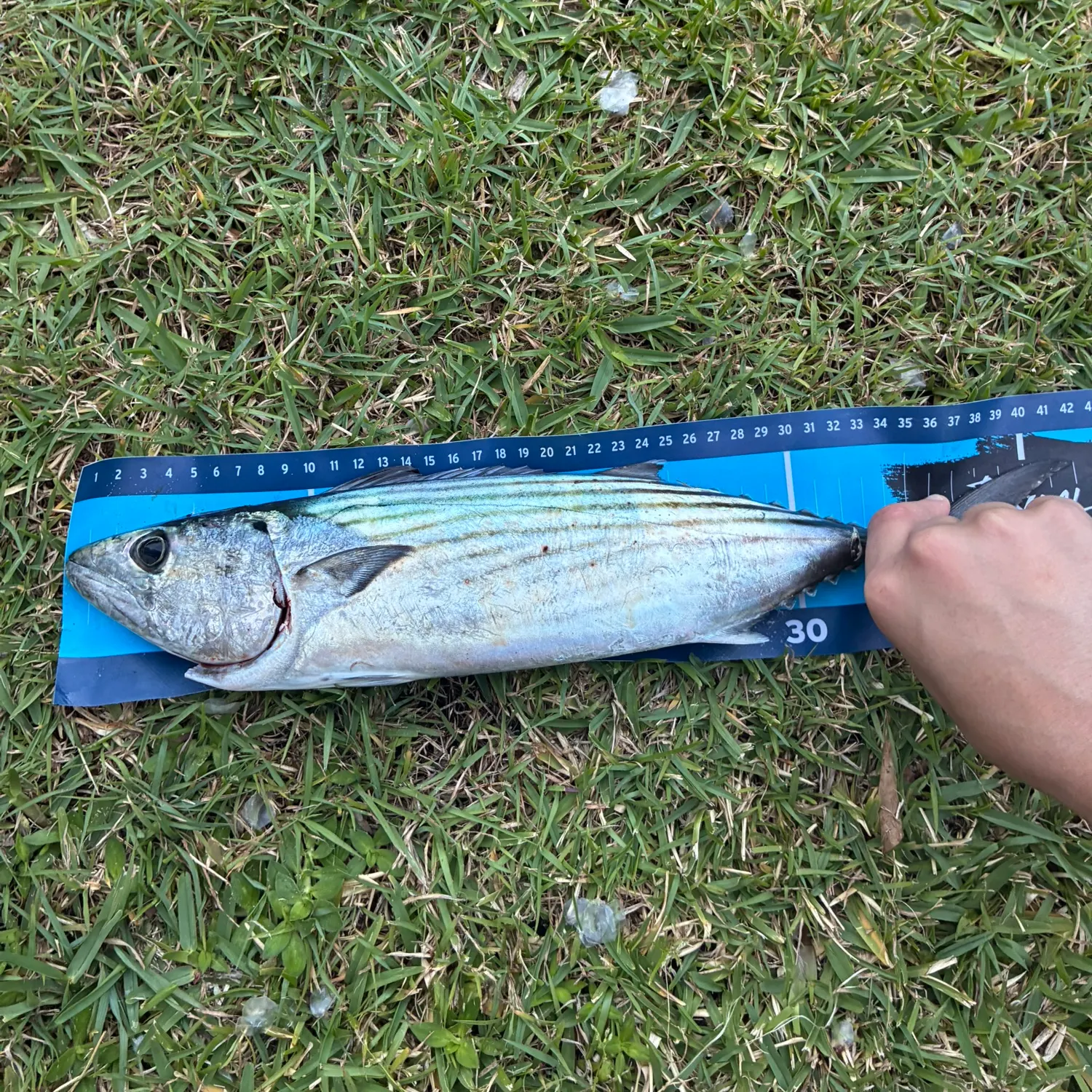 The most recent Australian bonito catches on Fishbrain