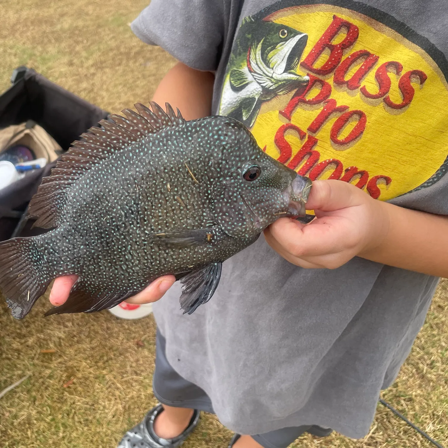 Rio Grande cichlid caught on Fishbrain