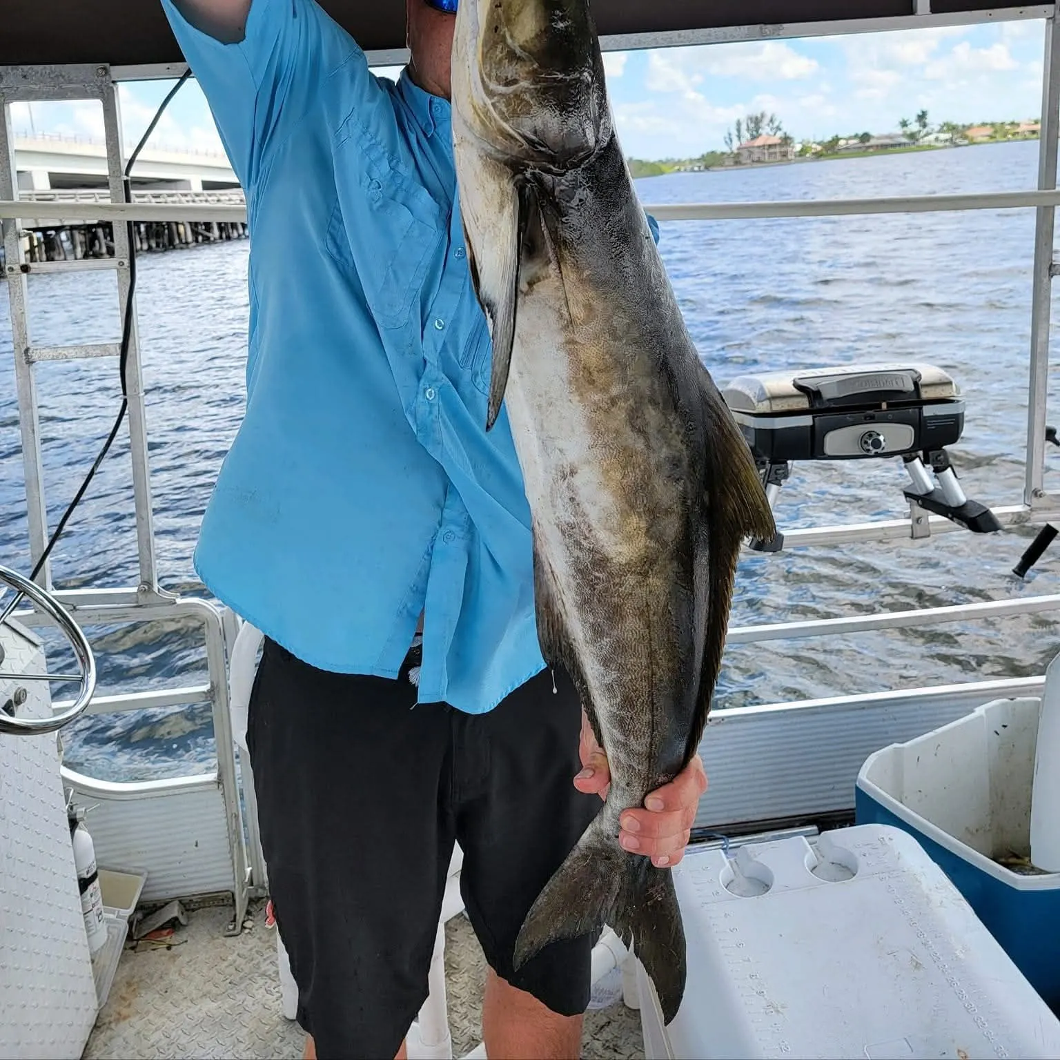The most recent Cobia catches on Fishbrain