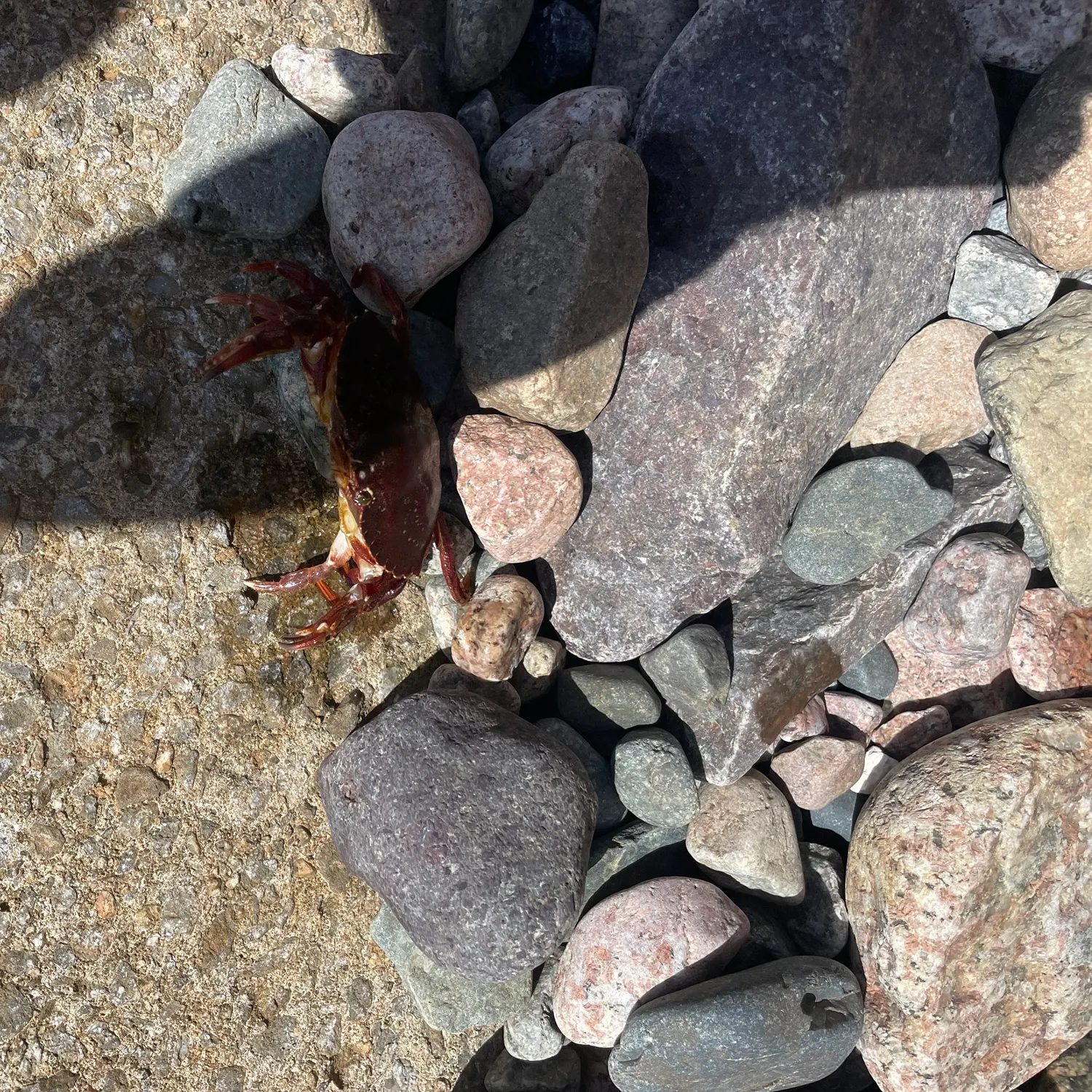 The most recent Red rock crab catches on Fishbrain