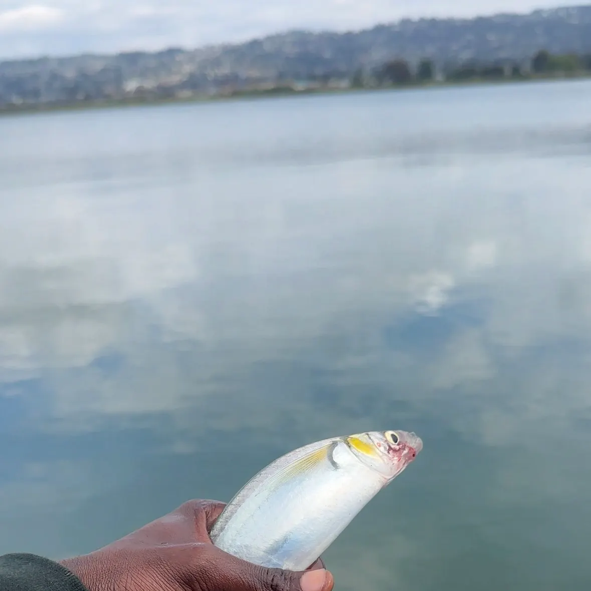 The most recent Jack silverside catches on Fishbrain