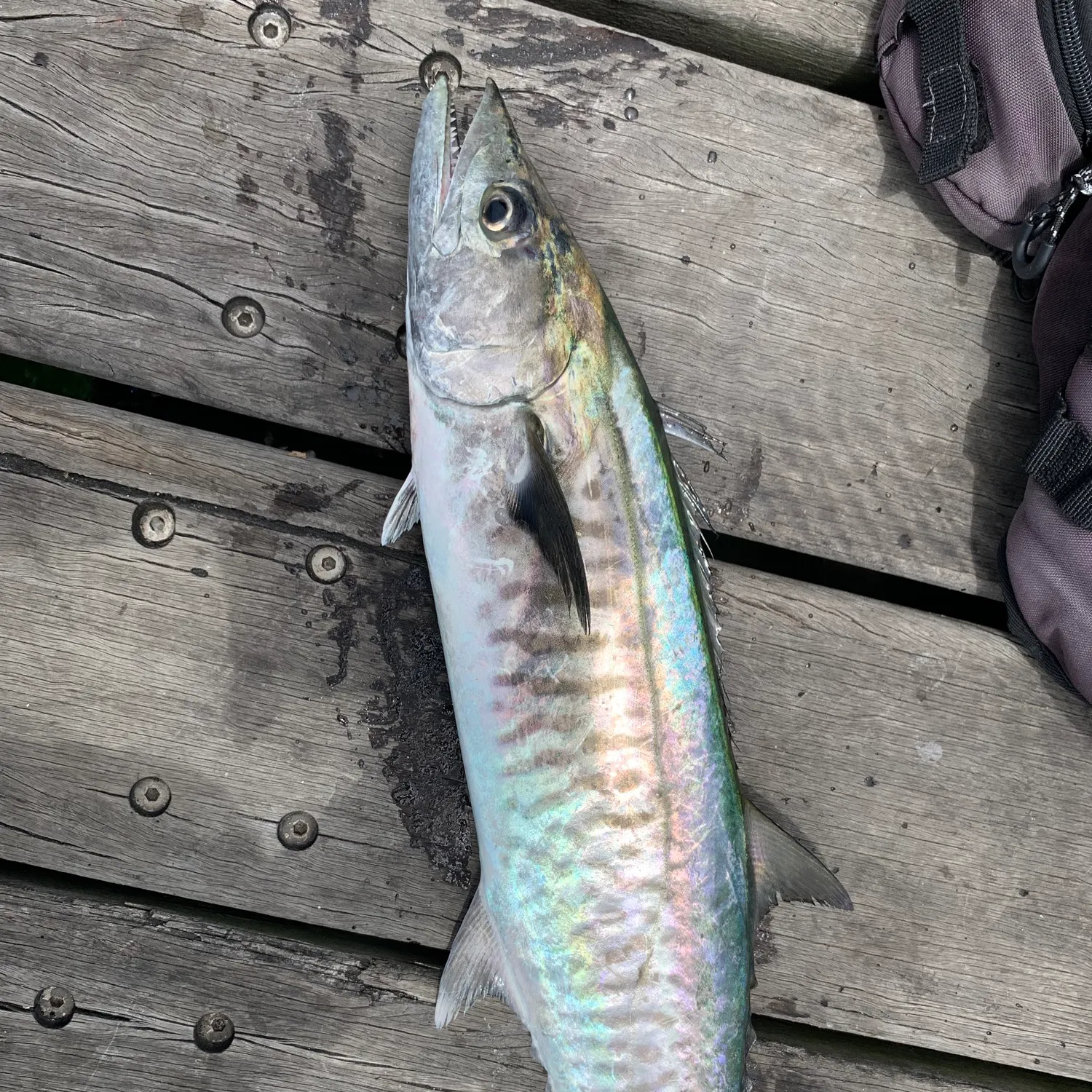 The most popular recent Queensland school mackerel catch on Fishbrain