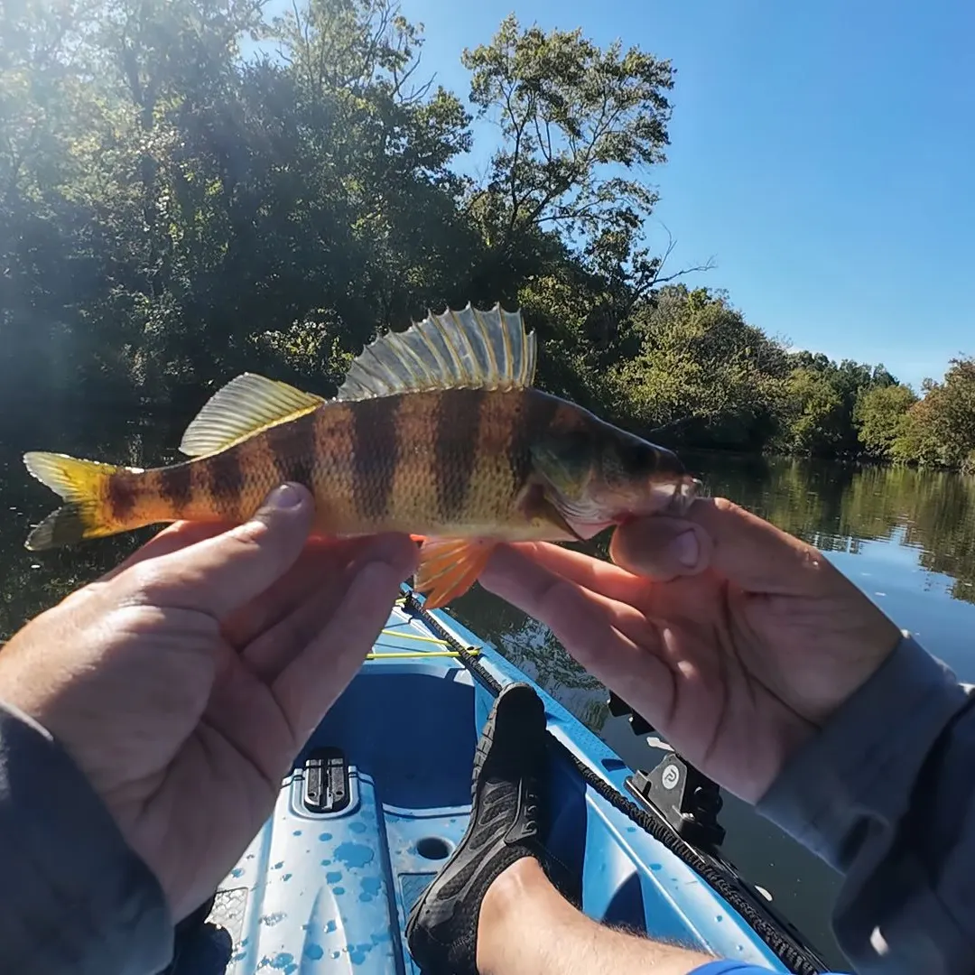 Yellow perch caught on Fishbrain