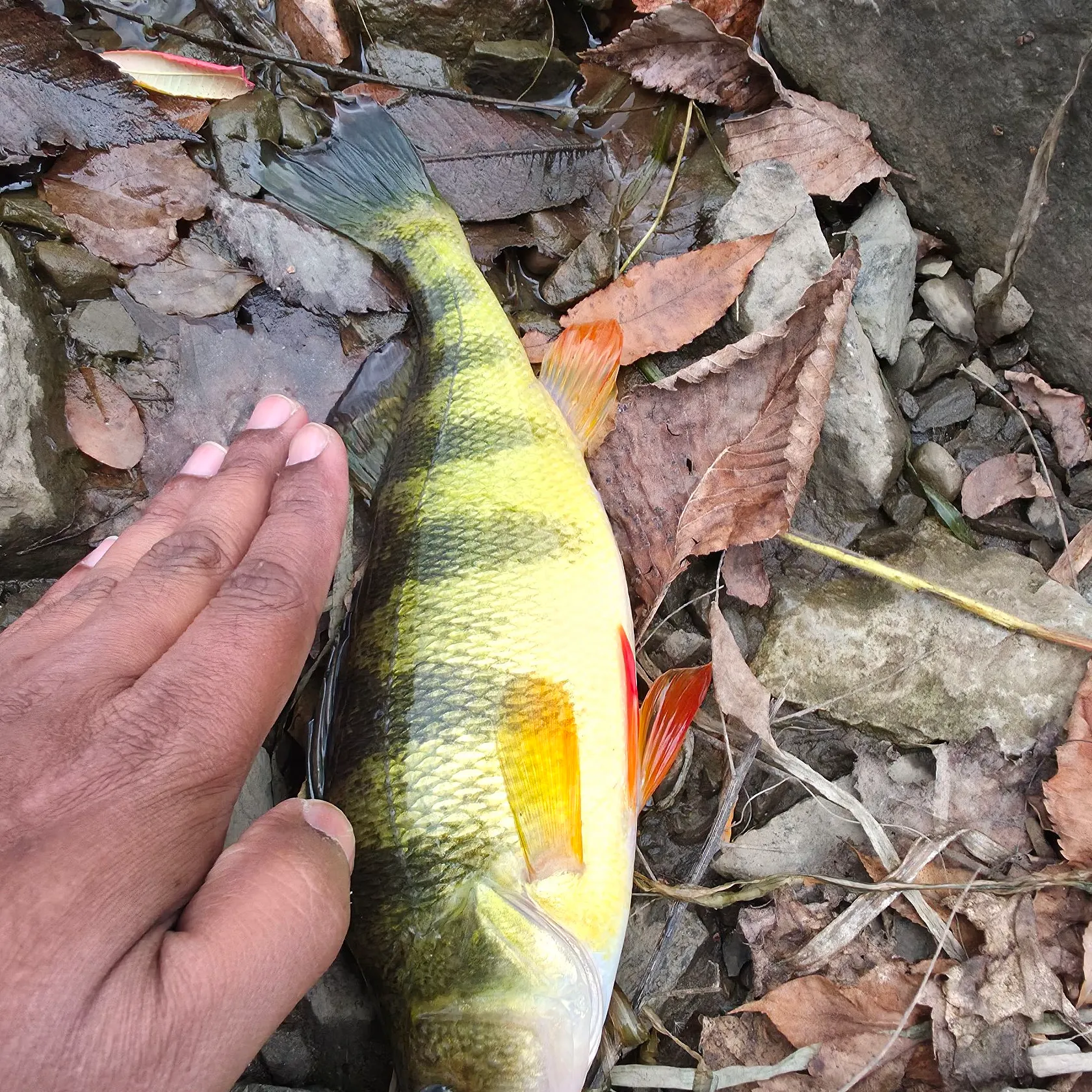 Yellow perch caught on Fishbrain
