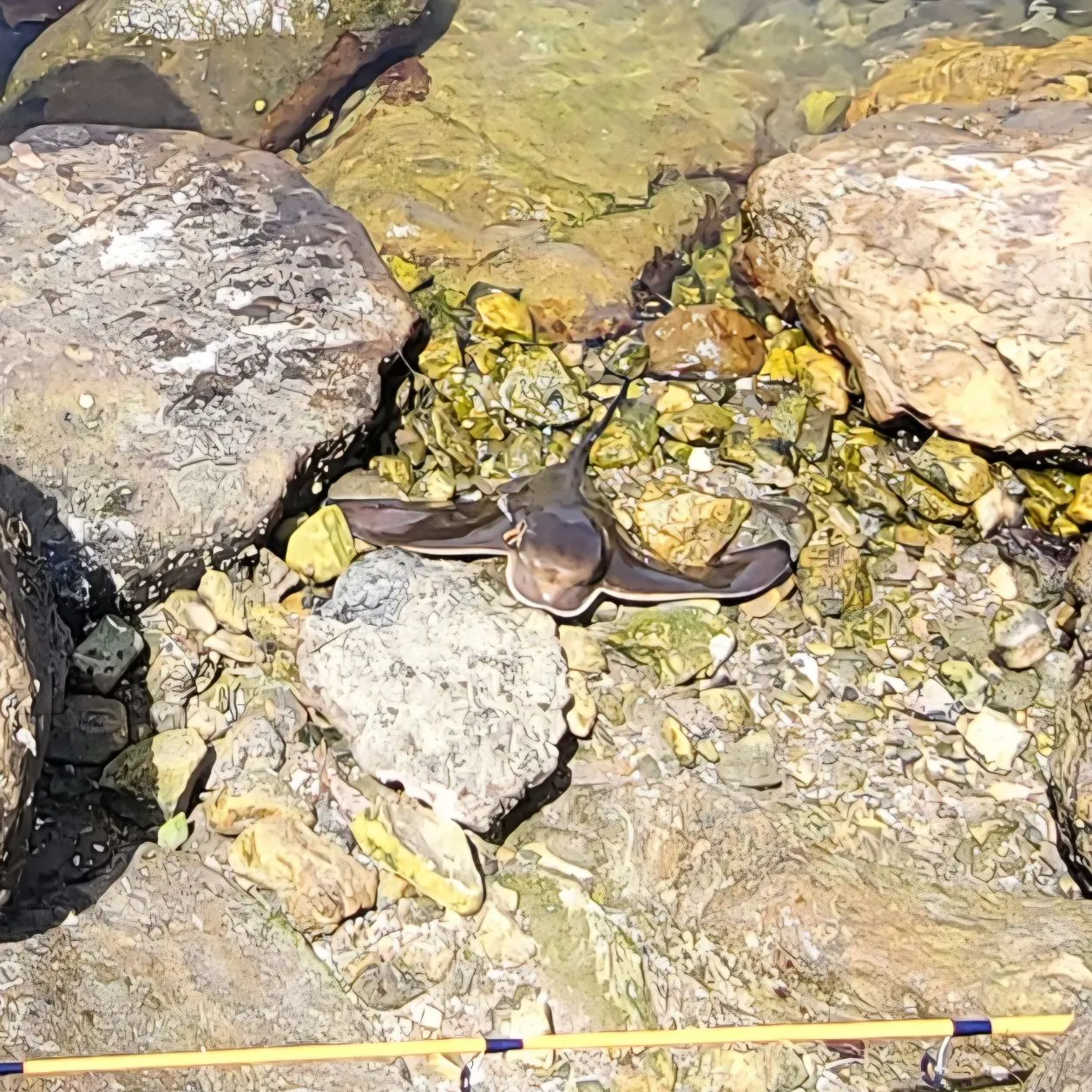 The most recent Common eagle ray catches on Fishbrain