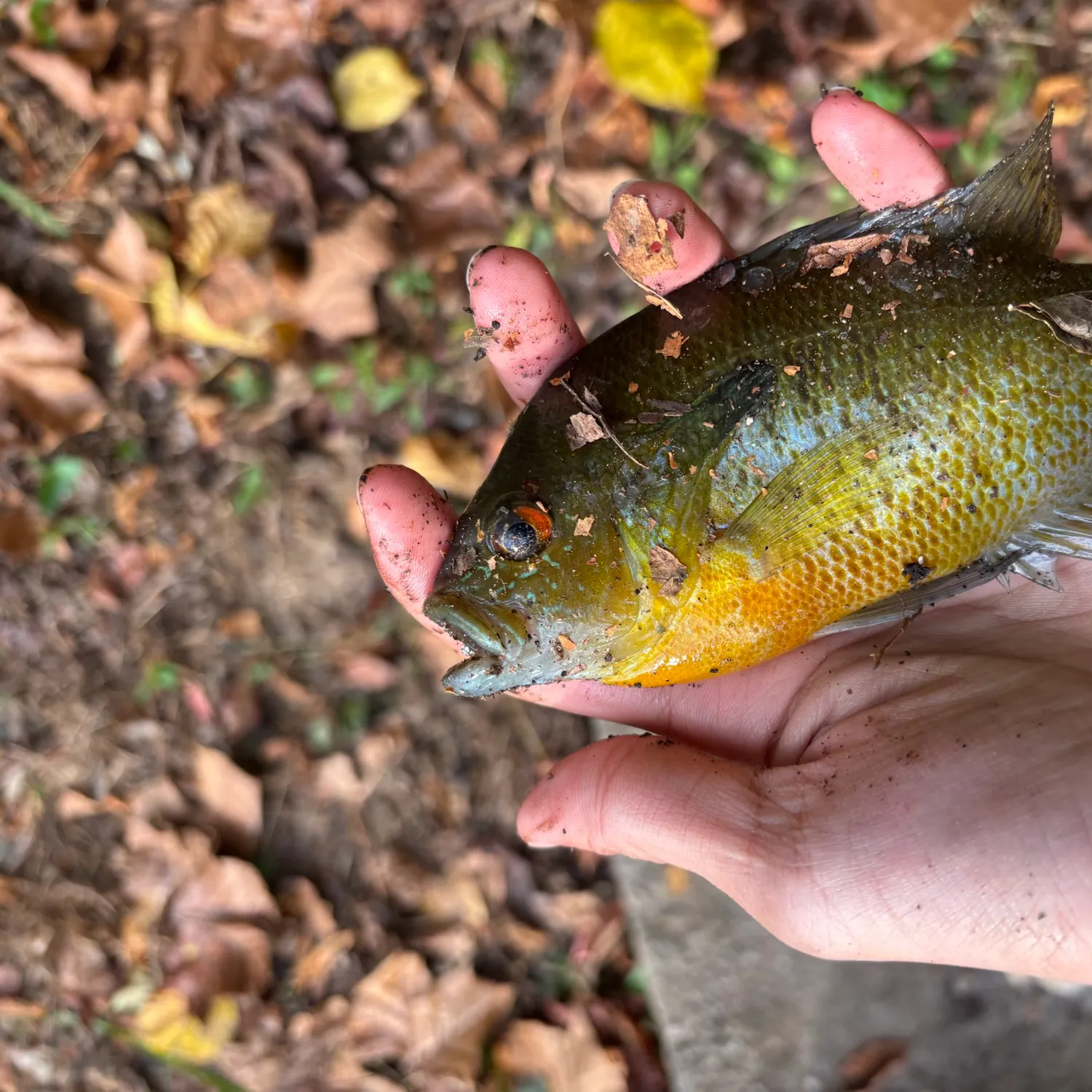 Redbreast sunfish caught on Fishbrain