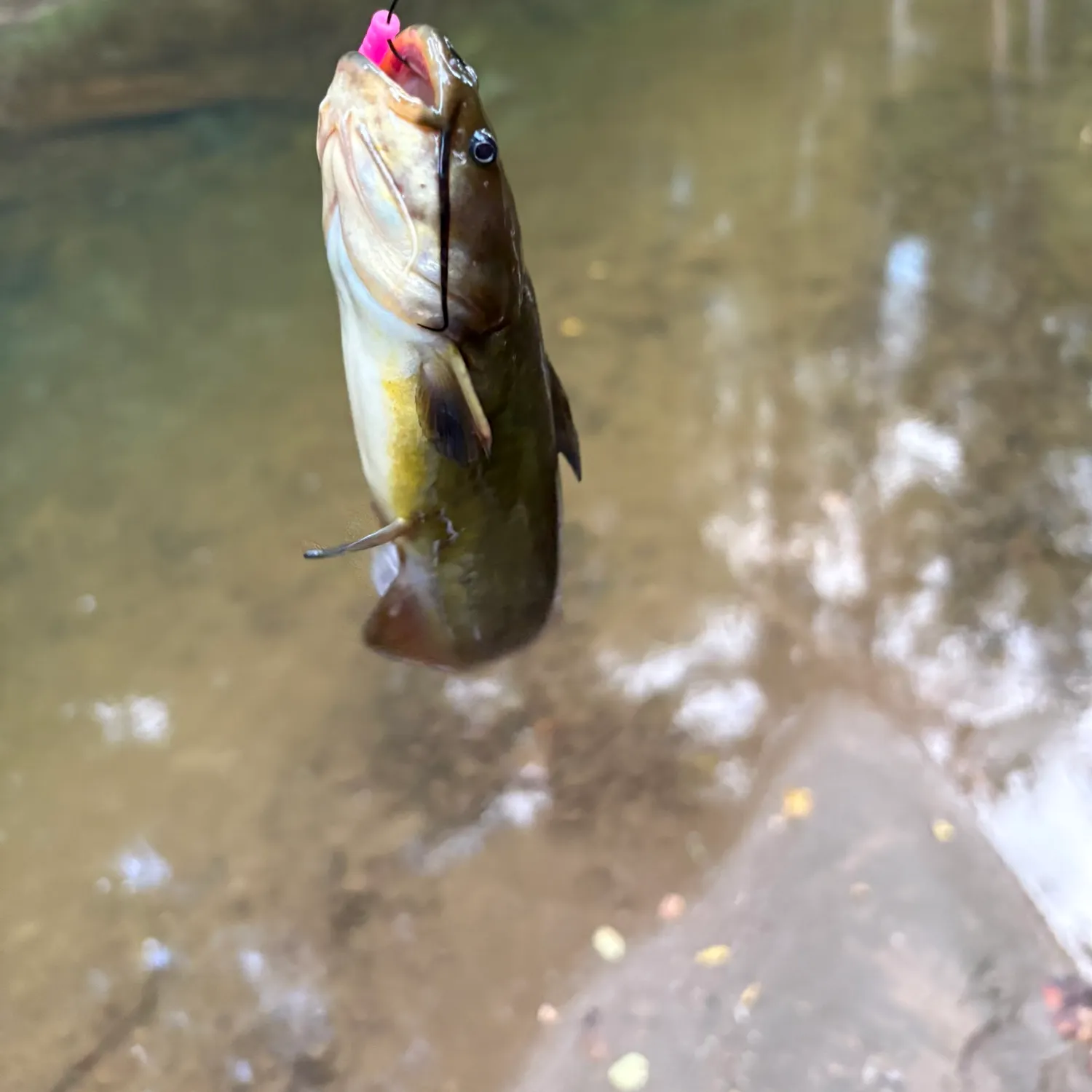 Fish caught on Fishbrain