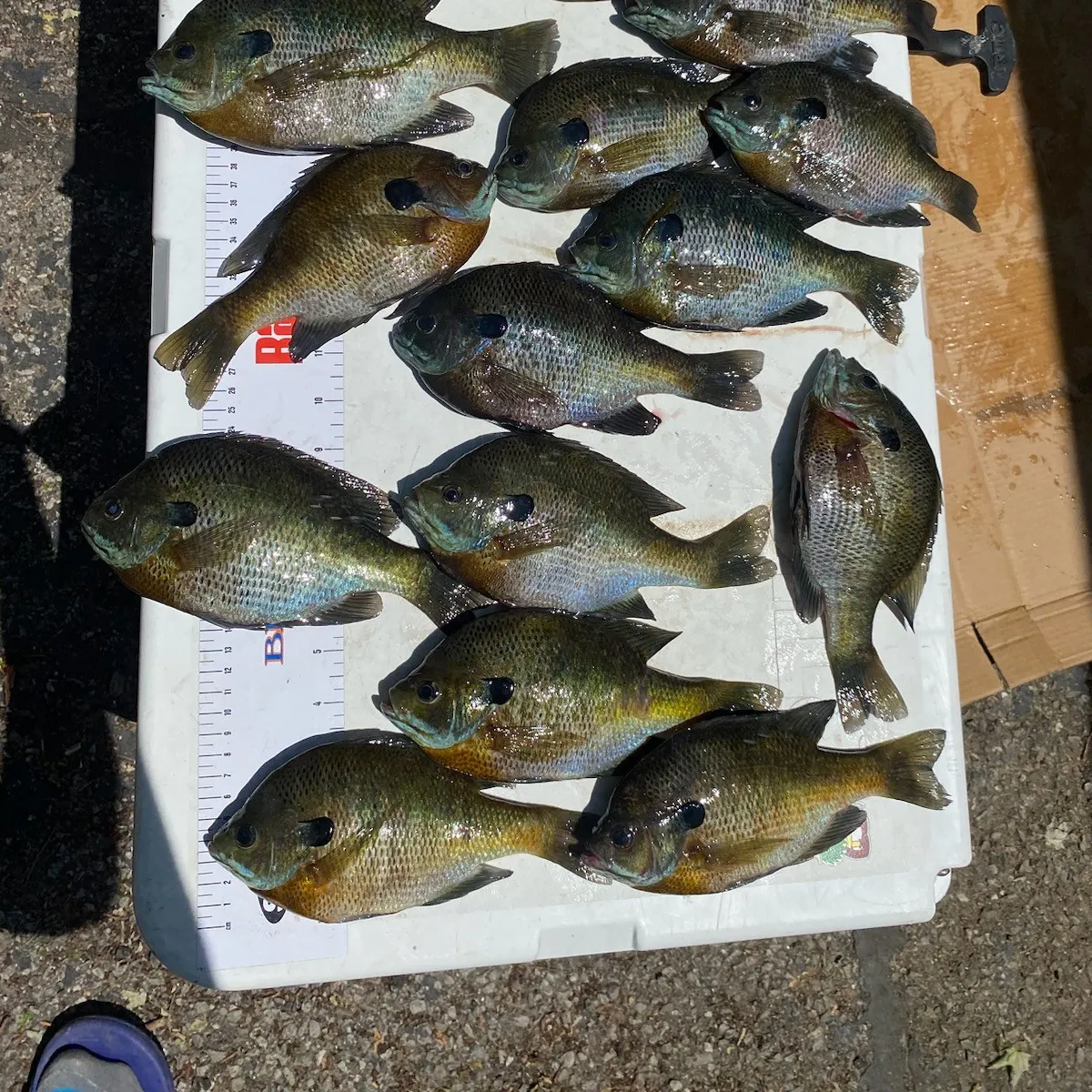 recently logged catches