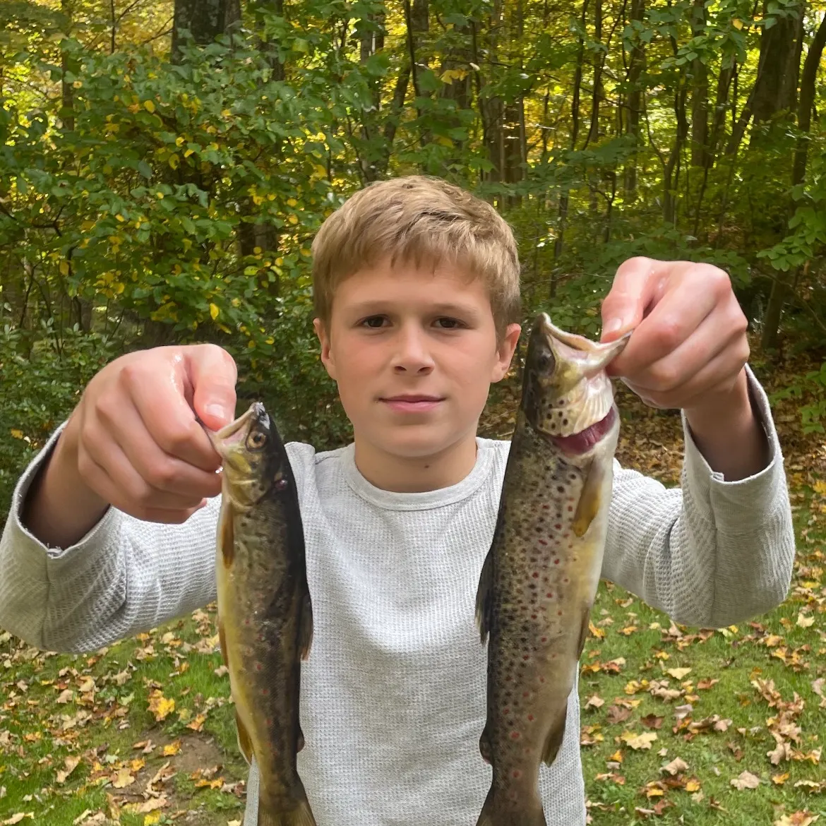 Brown trout caught on Fishbrain