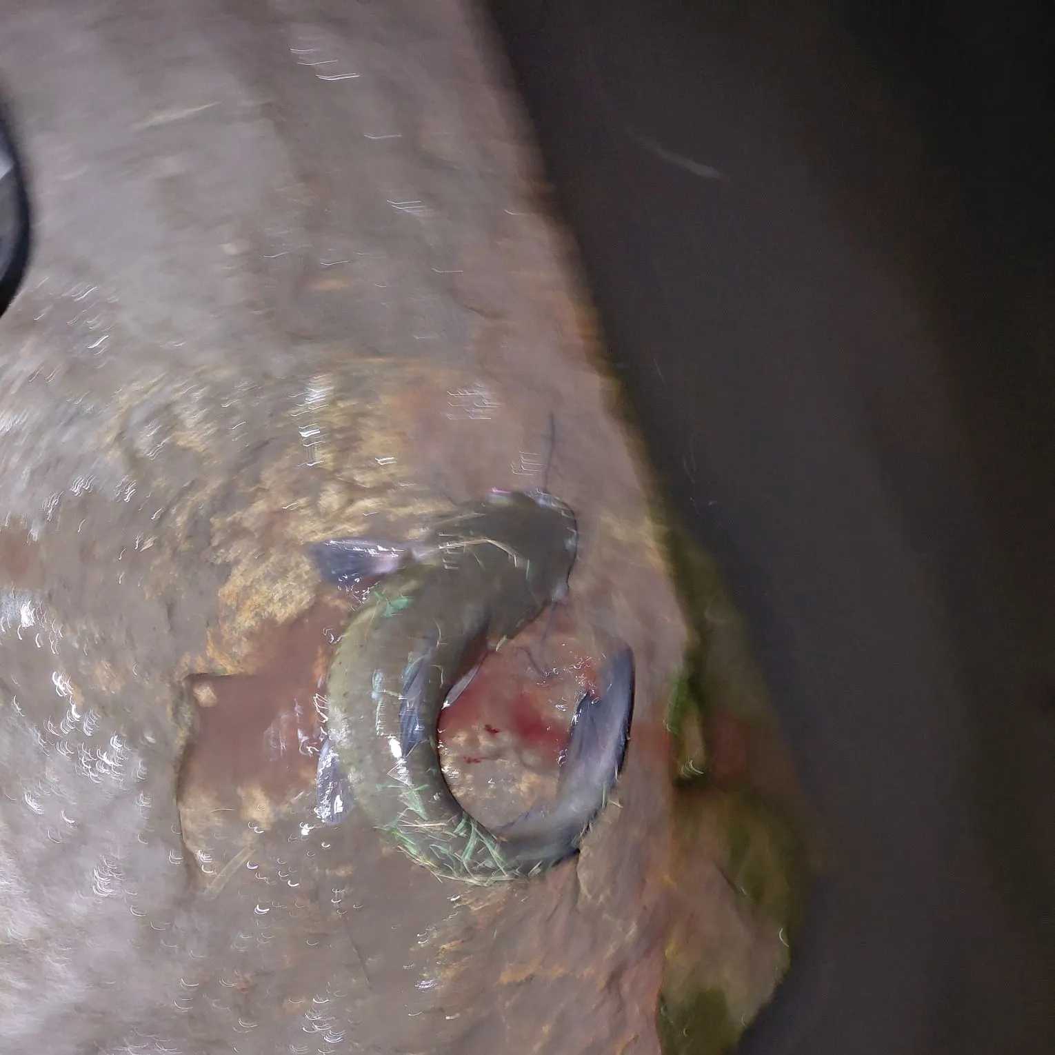 Yellow bullhead caught on Fishbrain