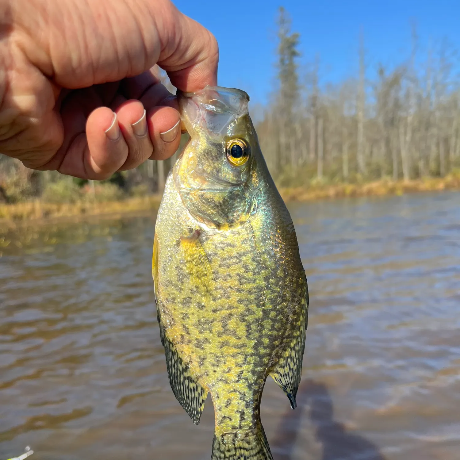 Black crappie caught on Fishbrain