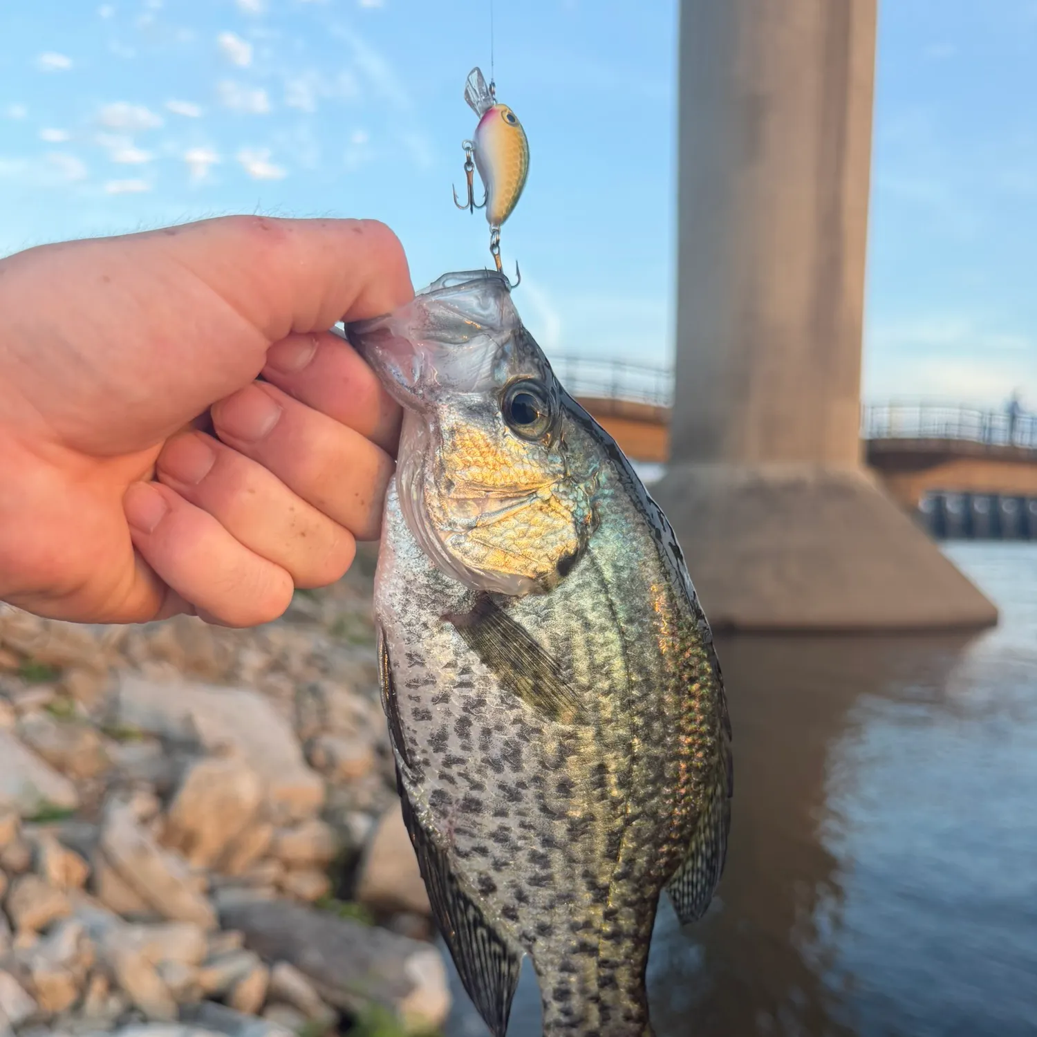 Black crappie caught on Fishbrain