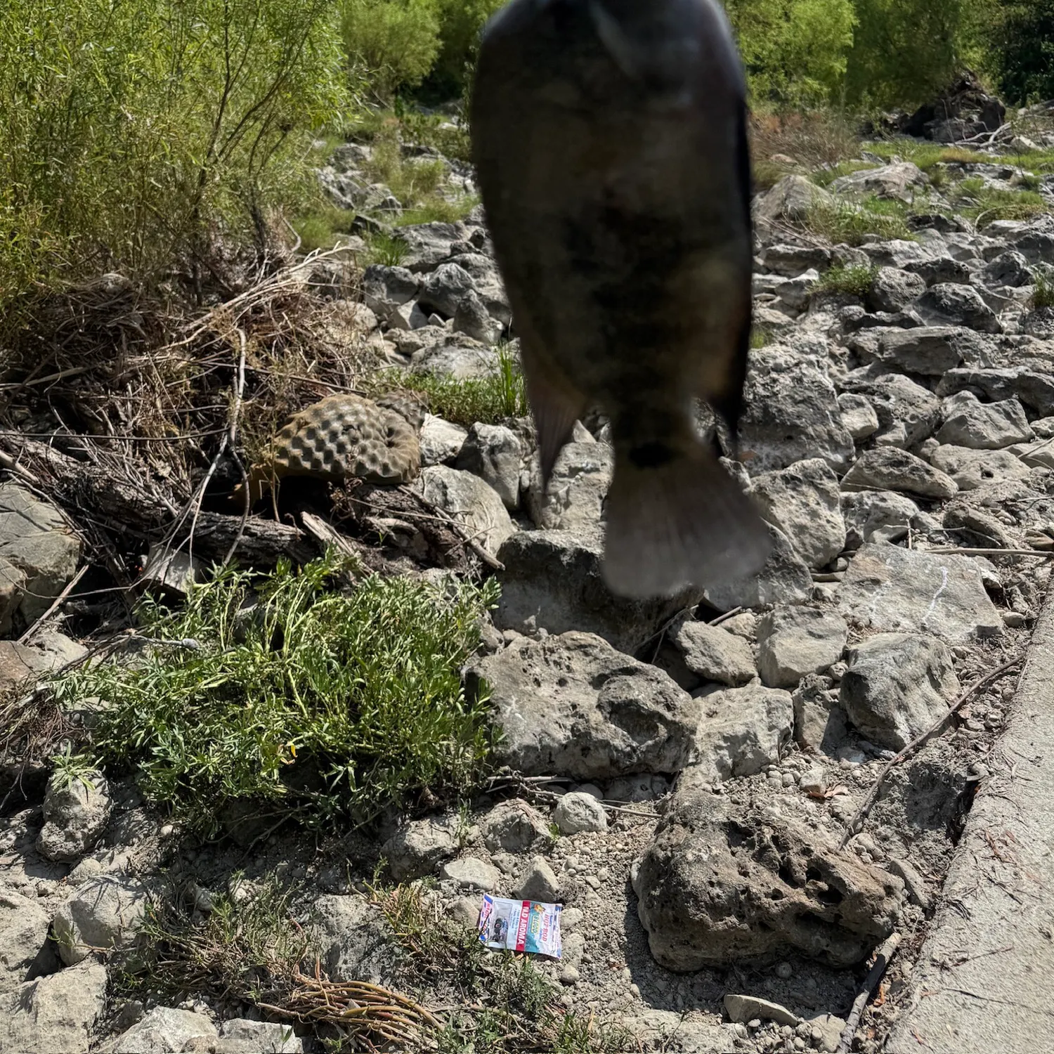 The most recent Rio Grande x mayan cichlid catches on Fishbrain