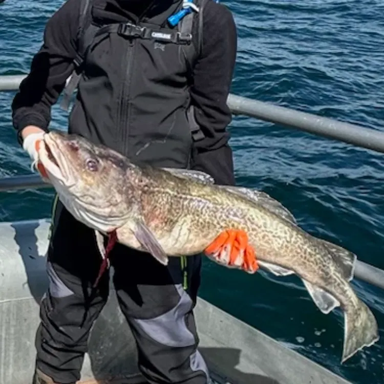 The most recent Pacific cod catches on Fishbrain