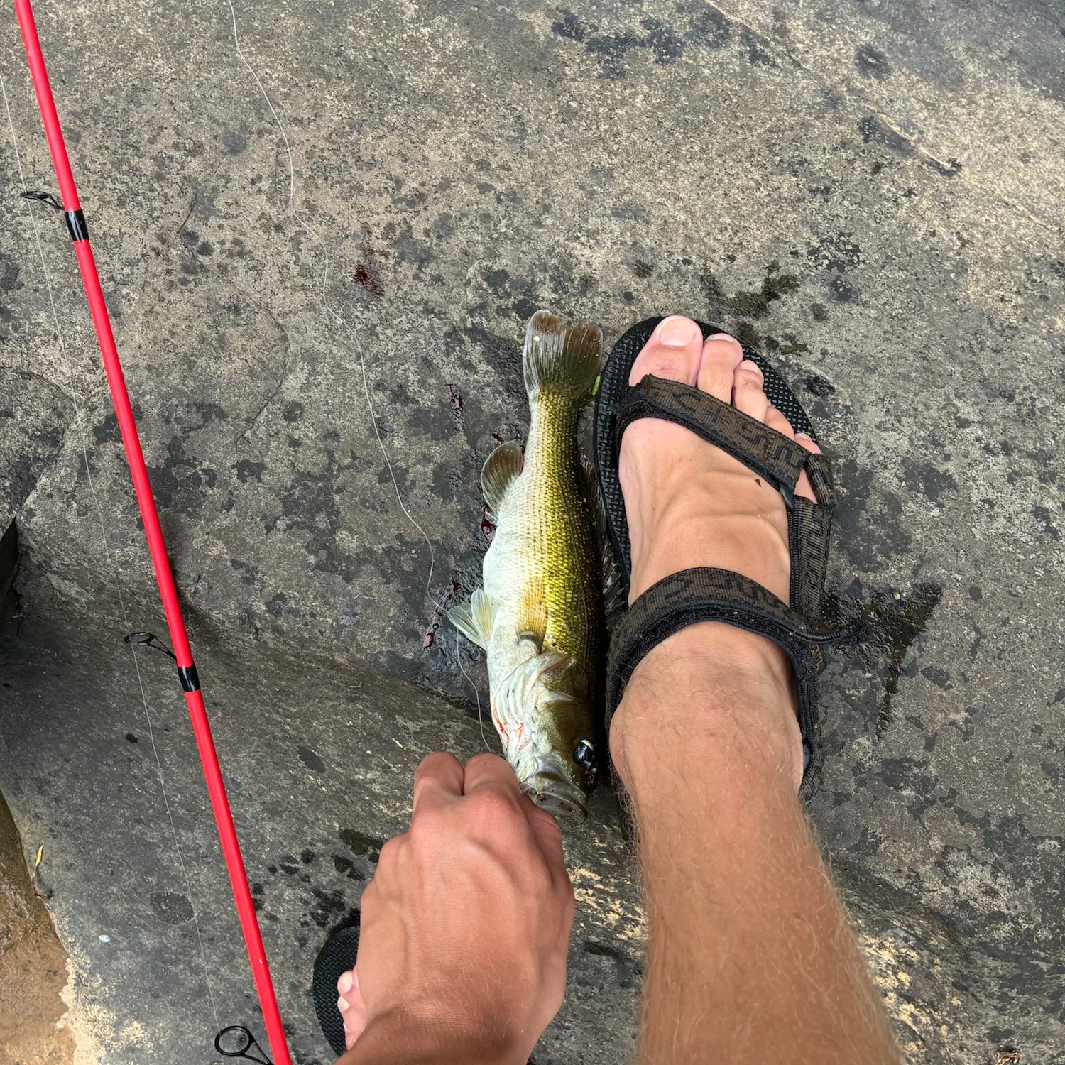 Largemouth bass caught on Fishbrain