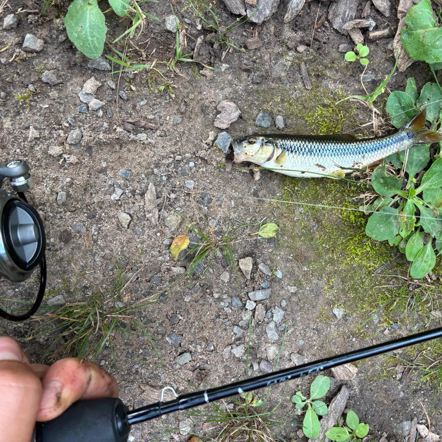Creek chub caught on Fishbrain