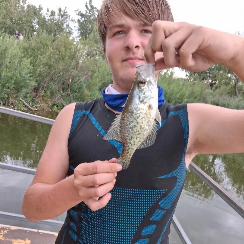 Black crappie caught on Fishbrain