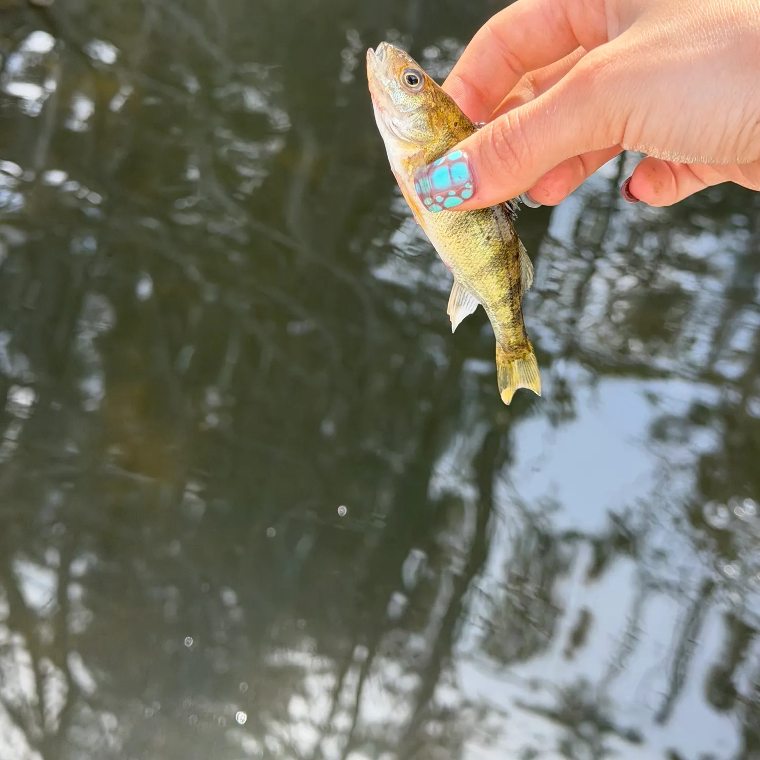 Yellow perch caught on Fishbrain