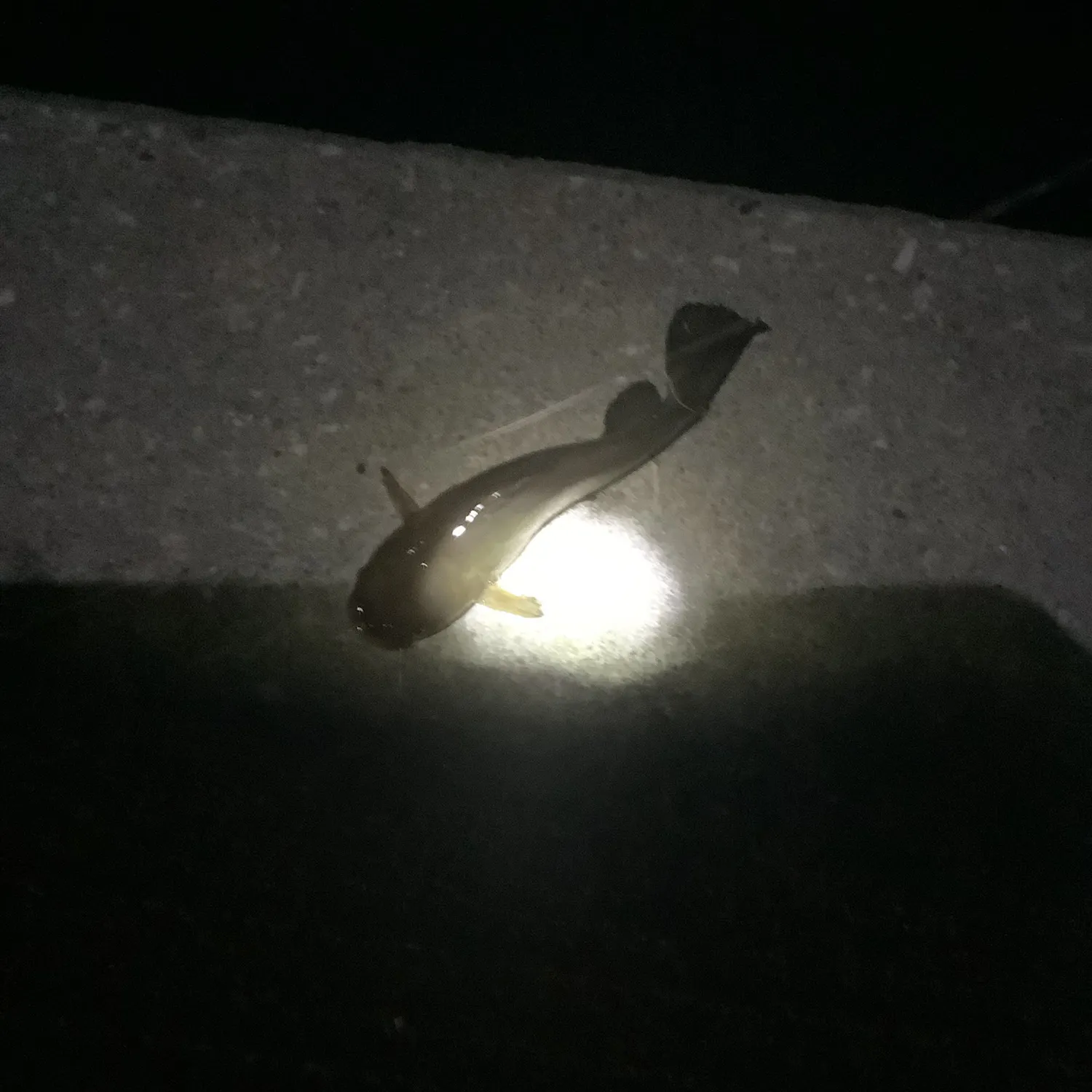 Yellow bullhead caught on Fishbrain