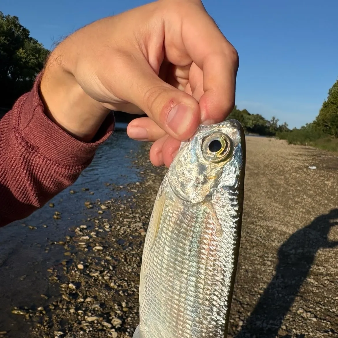 Mooneye caught on Fishbrain