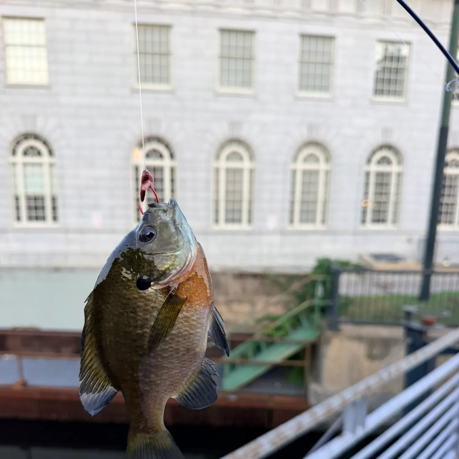Bluegill caught on Fishbrain
