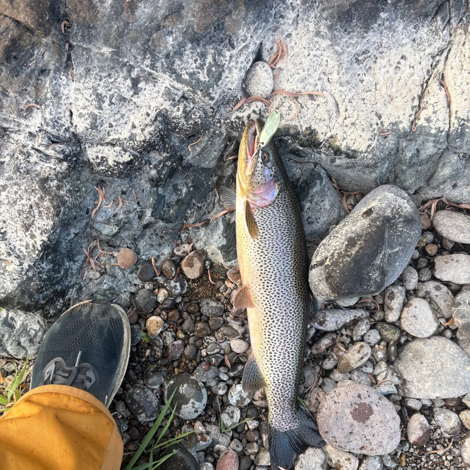 The most recent Coastal cutthroat trout catches on Fishbrain