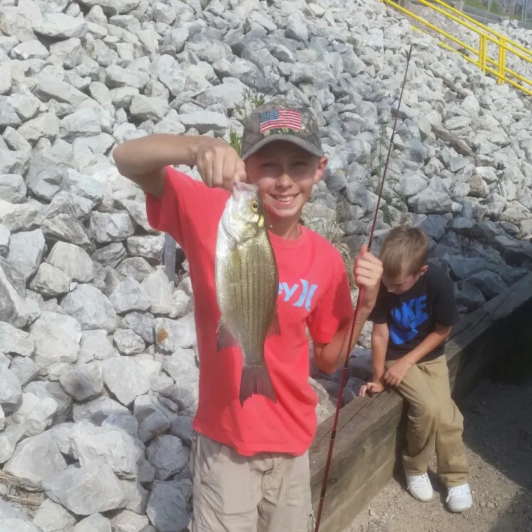 White bass caught on Fishbrain