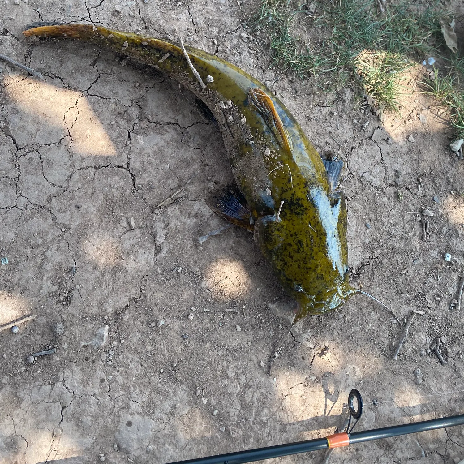 The most recent Flathead catfish catches on Fishbrain