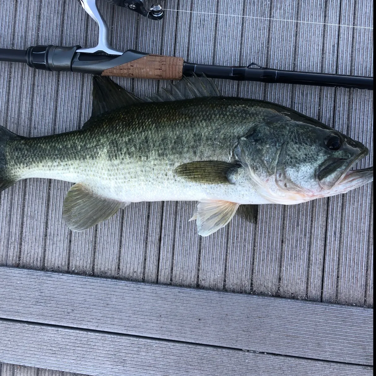 Largemouth bass caught on Fishbrain