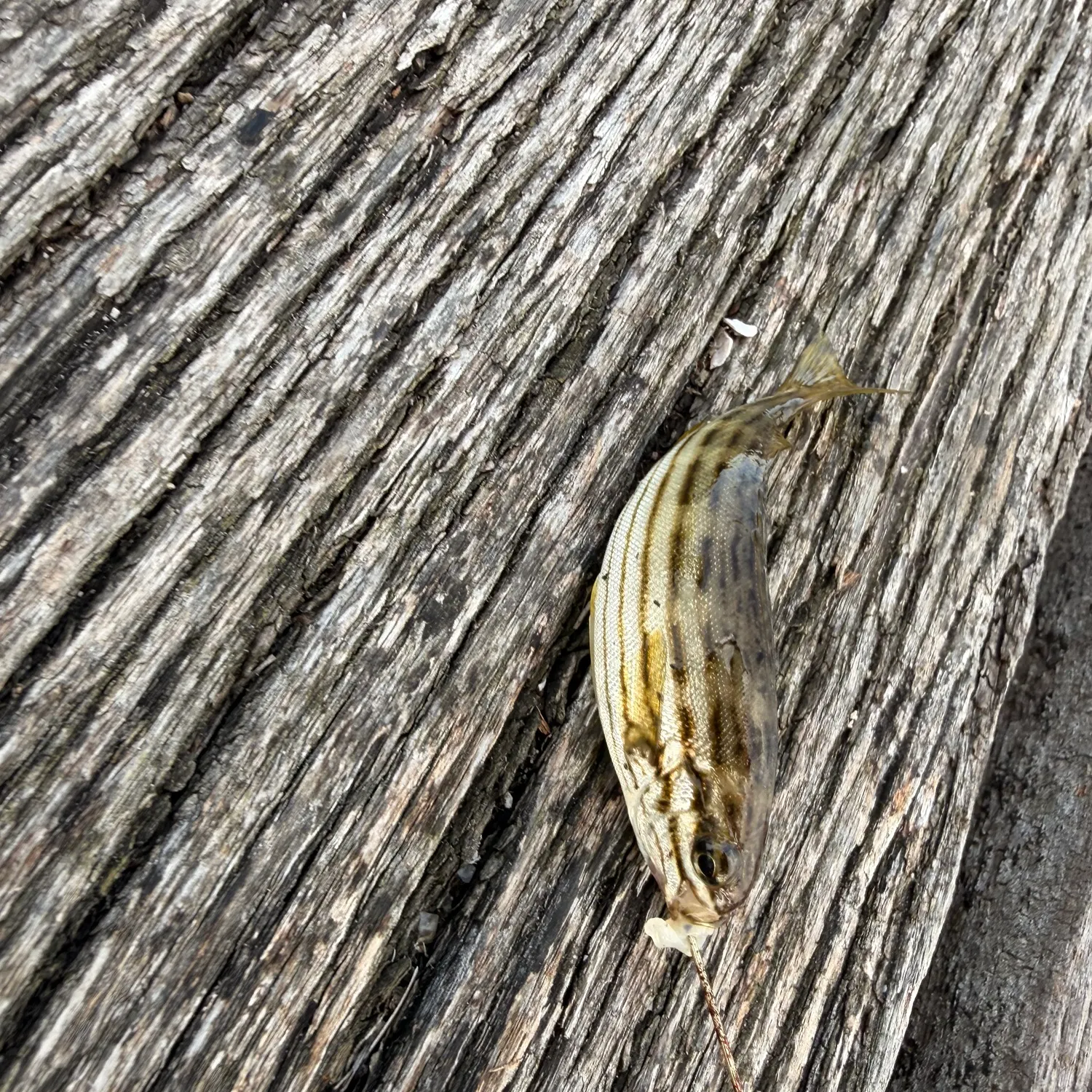 The most recent Western striped grunter catches on Fishbrain