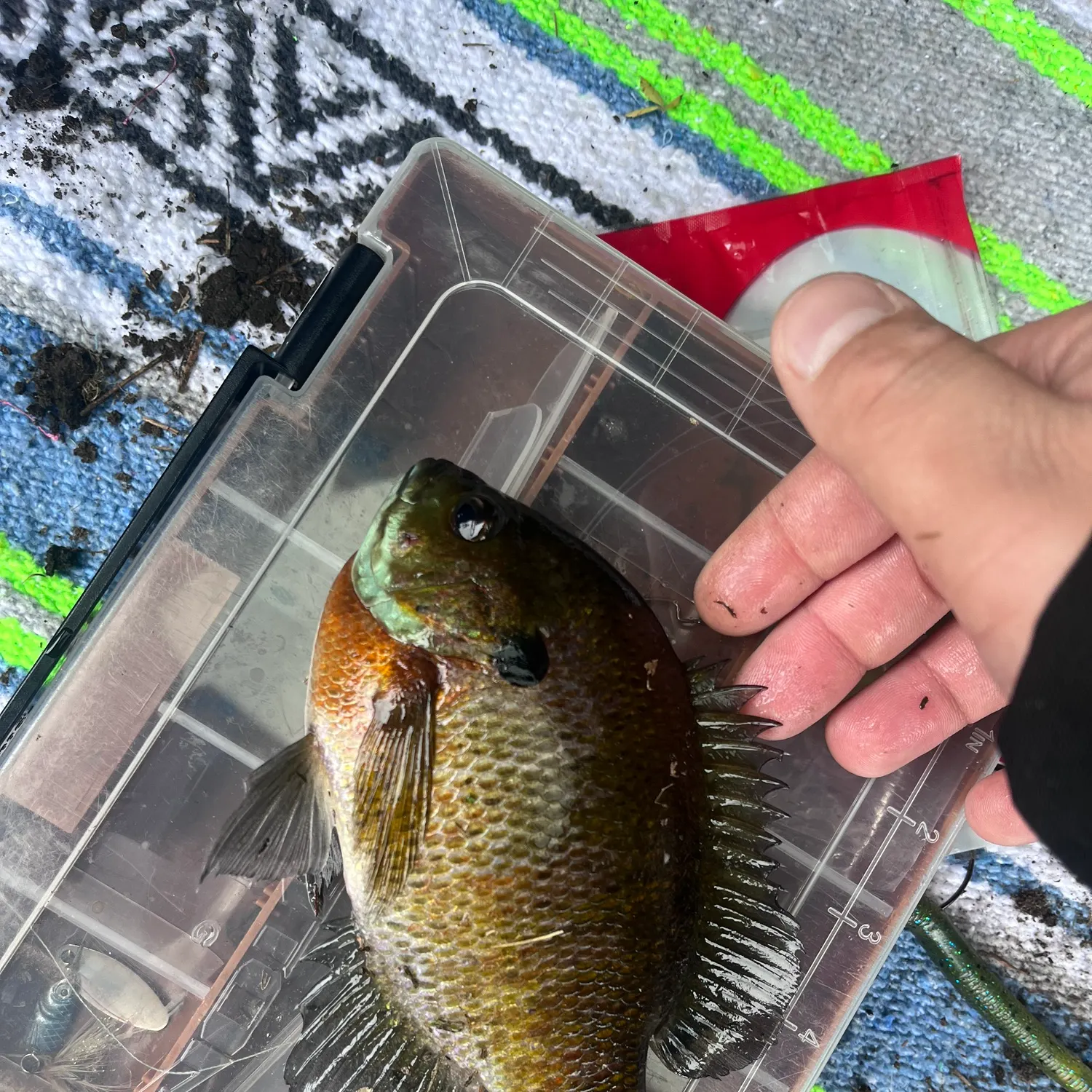 Bluegill caught on Fishbrain