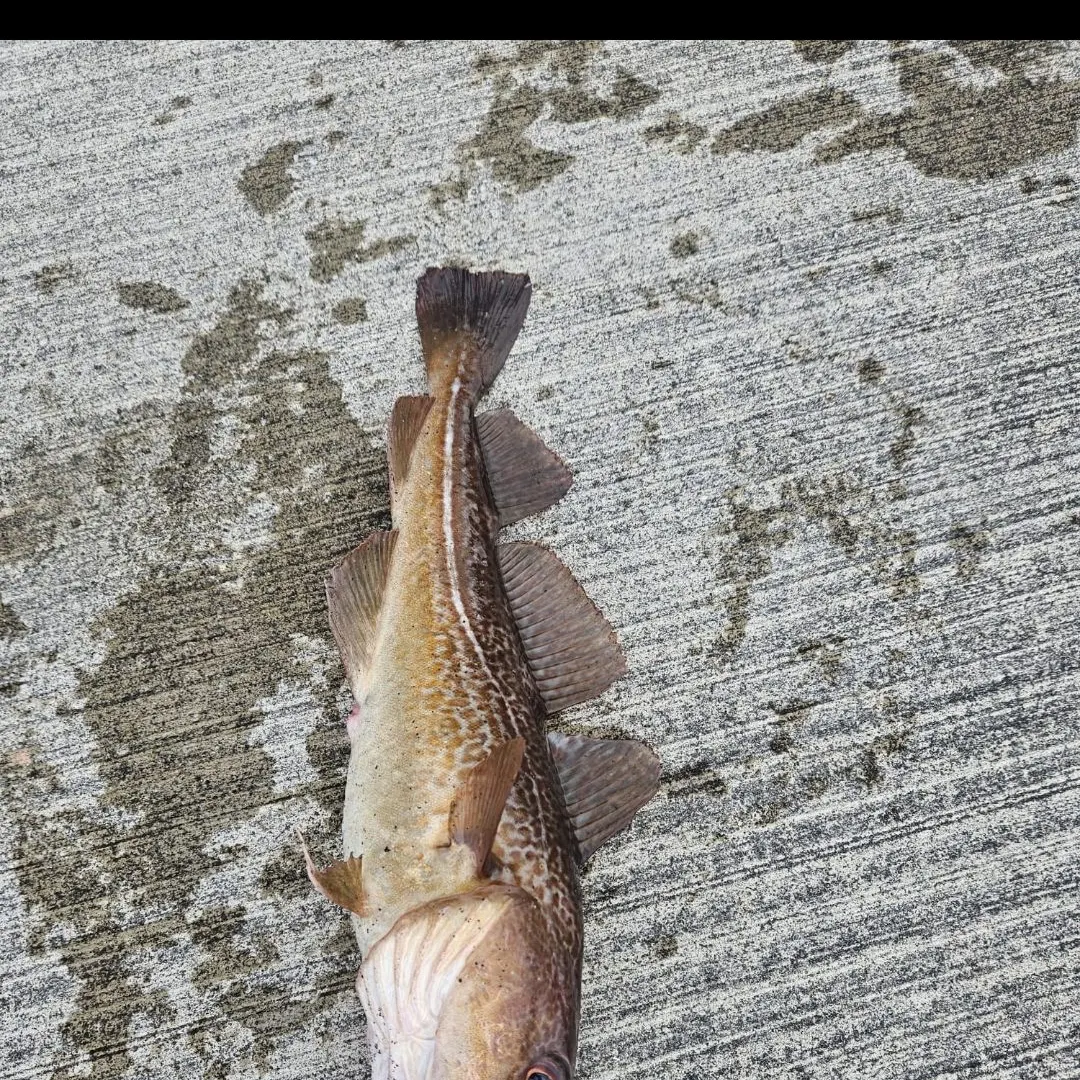 Fish caught on Fishbrain