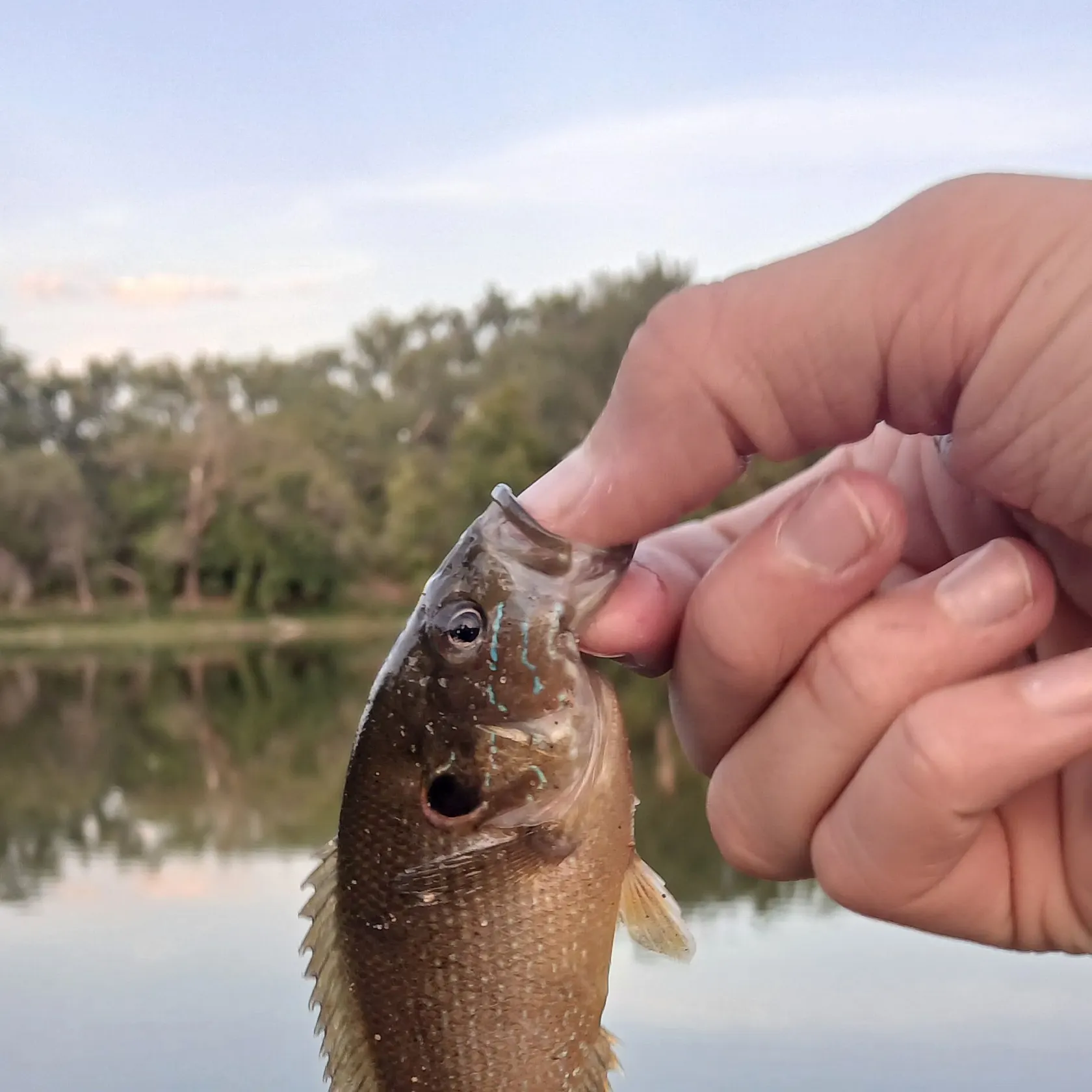 Green sunfish caught on Fishbrain