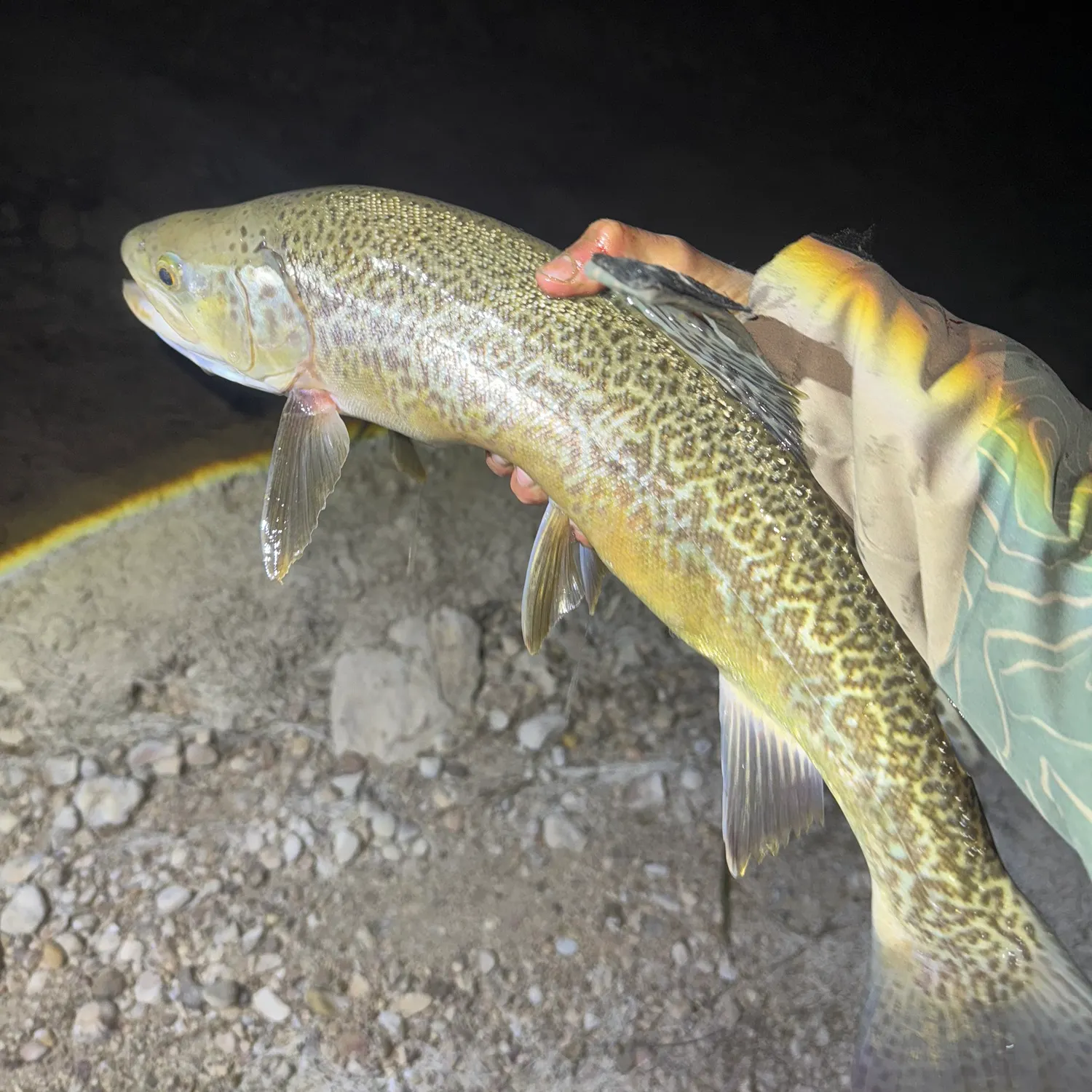 angler catch