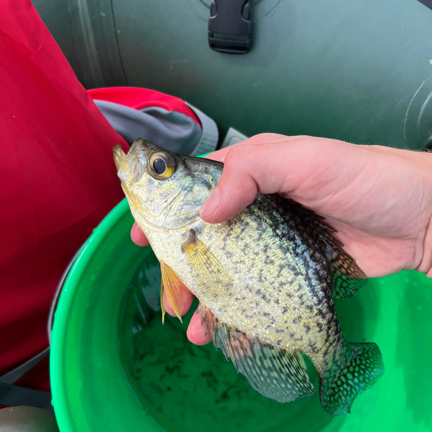 Black crappie caught on Fishbrain