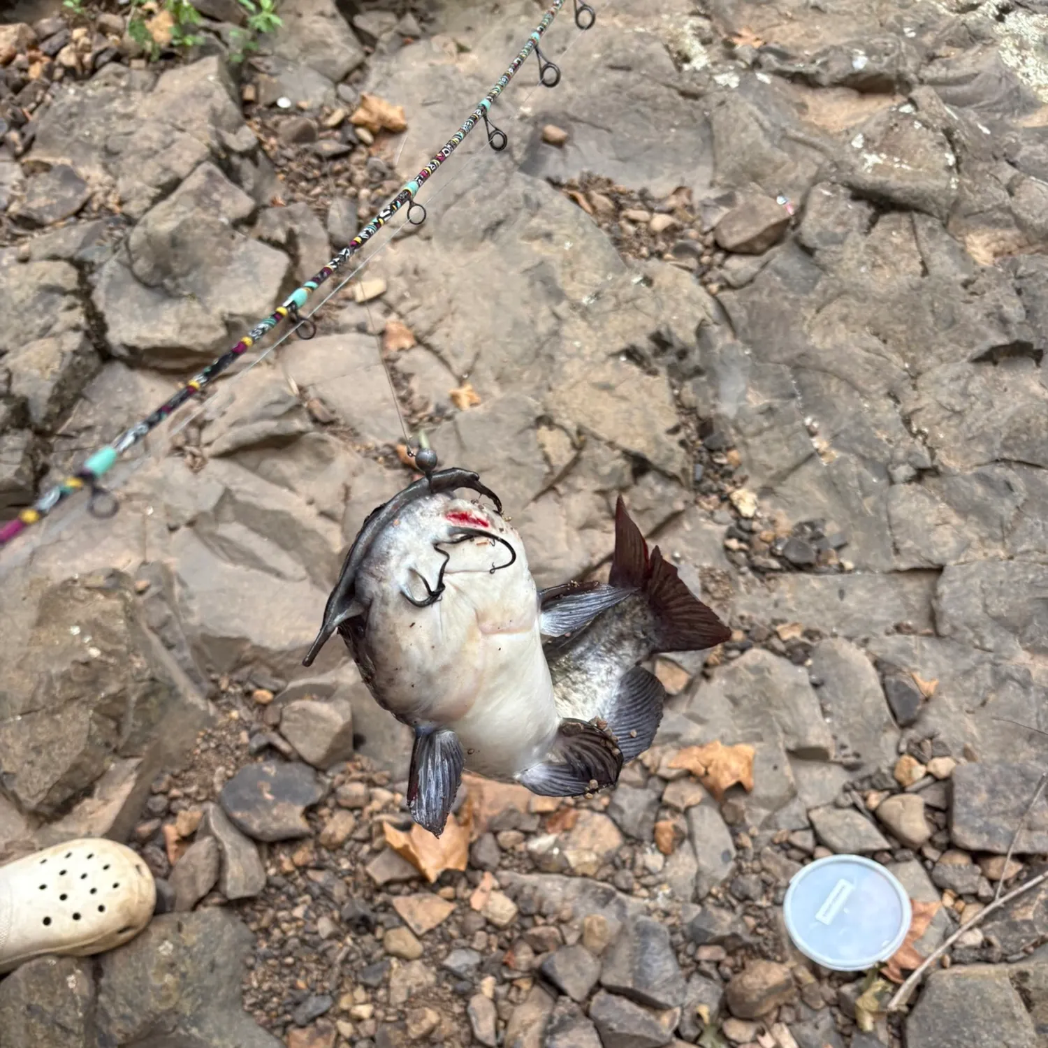 Brown bullhead caught on Fishbrain
