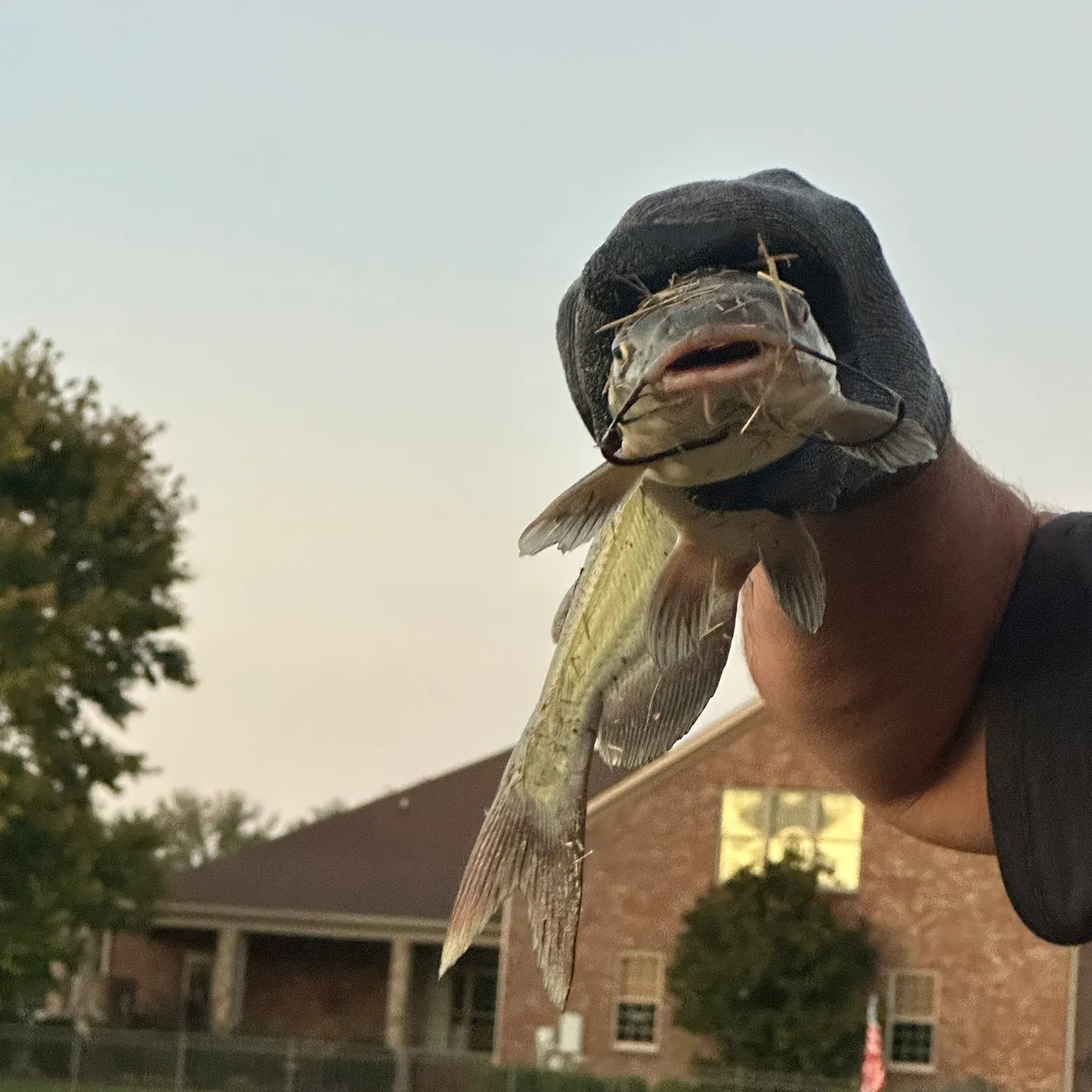 Channel catfish caught on Fishbrain