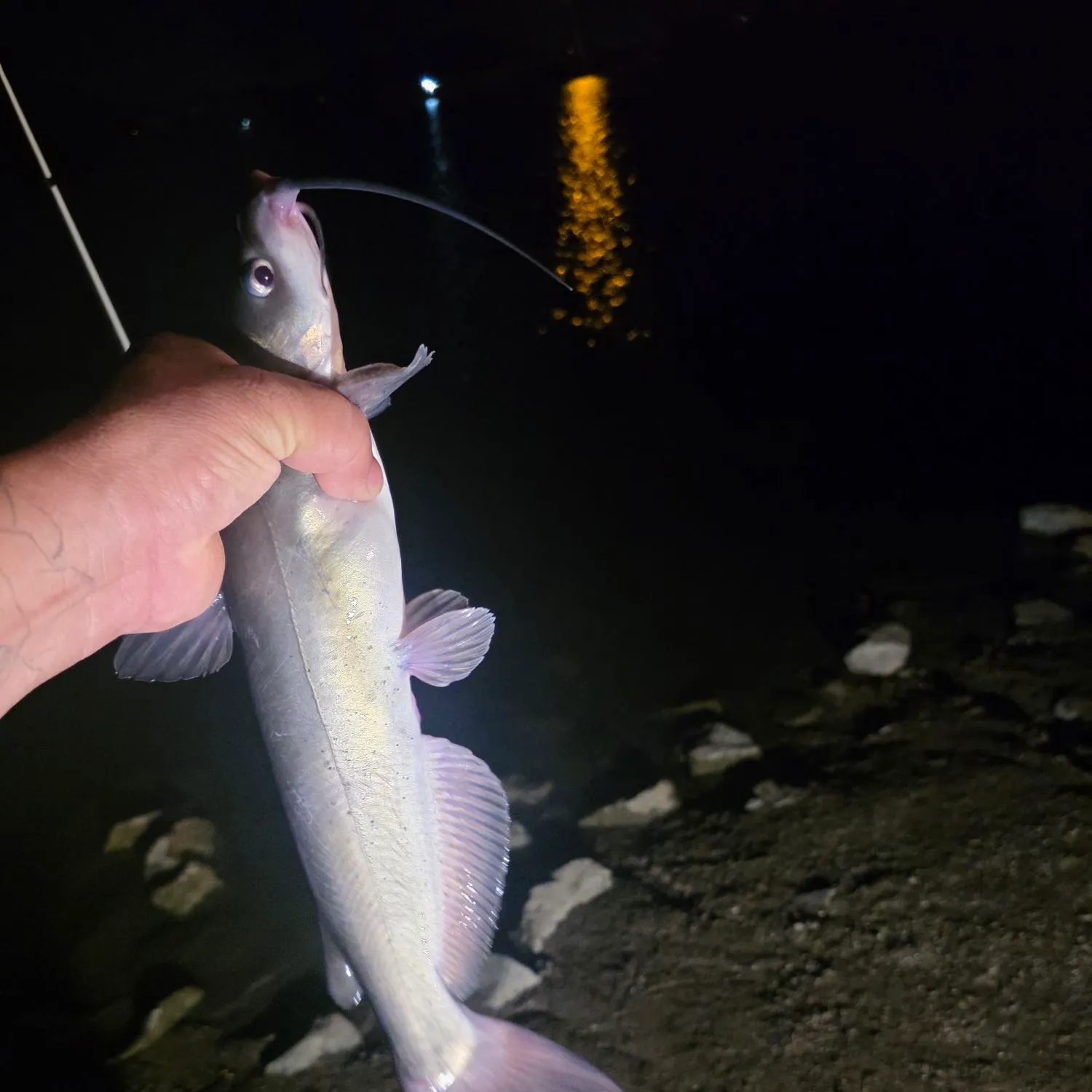 Channel catfish caught on Fishbrain