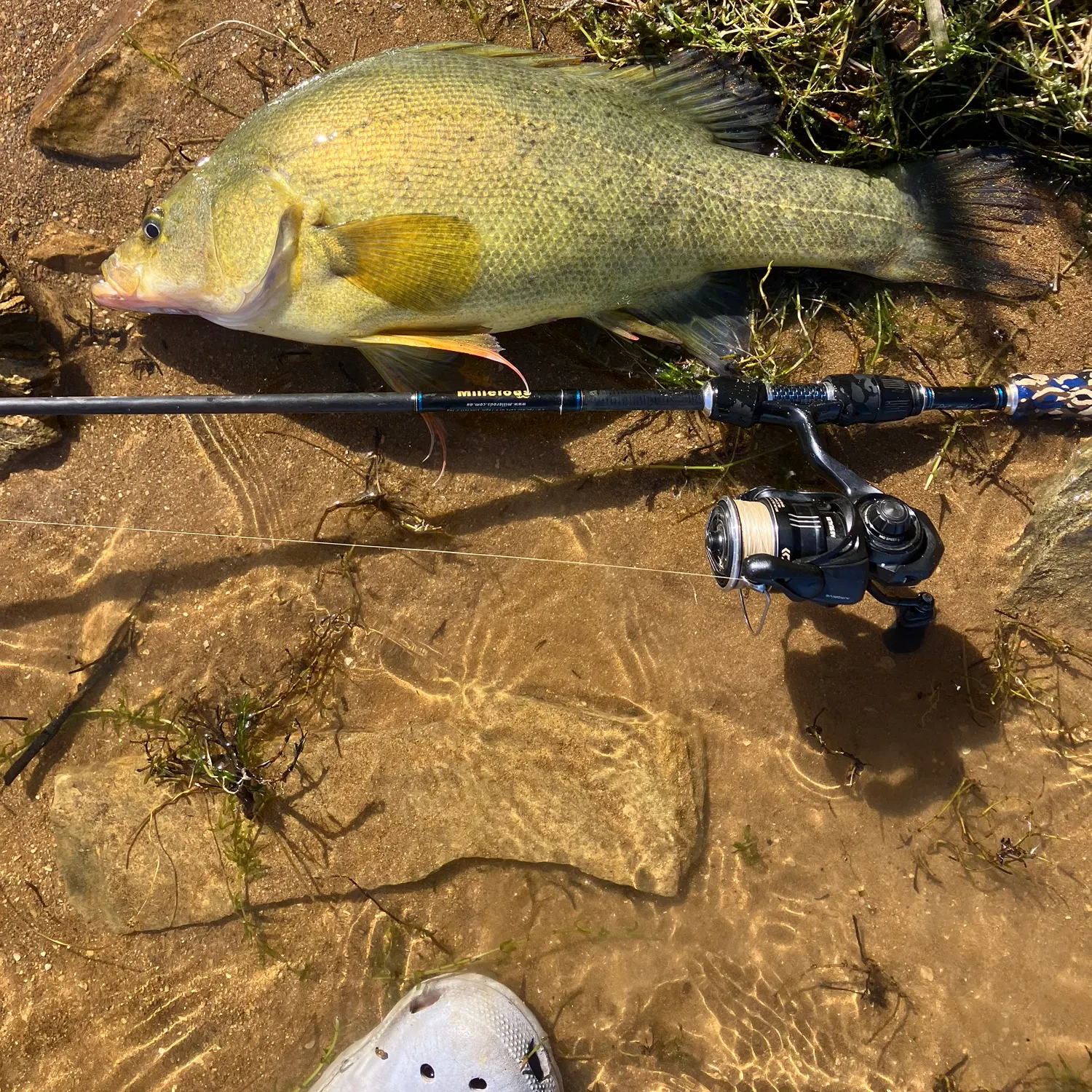 The most recent Golden perch catches on Fishbrain